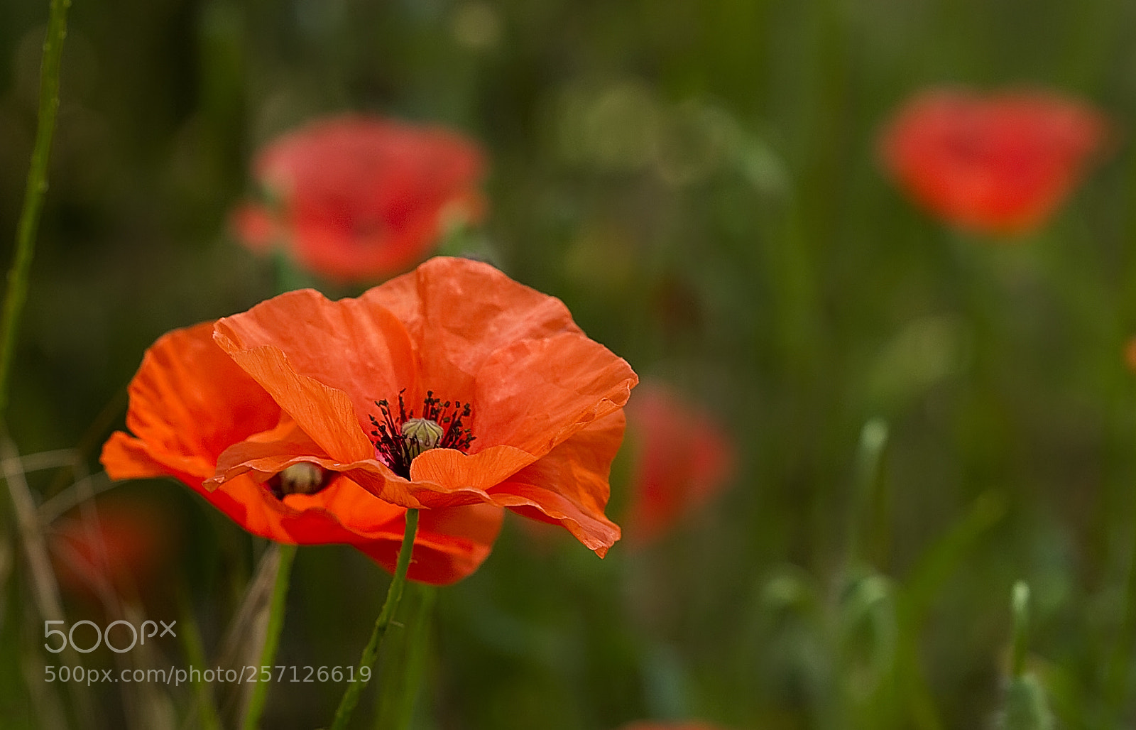 Canon EOS 7D sample photo. Coquelicots photography