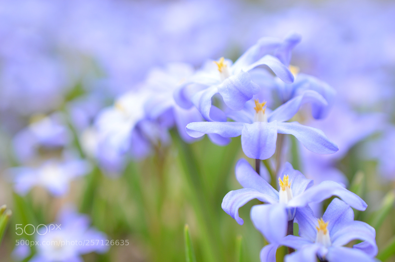 Nikon D3200 sample photo. Chionodoxa *¨* ✧ photography