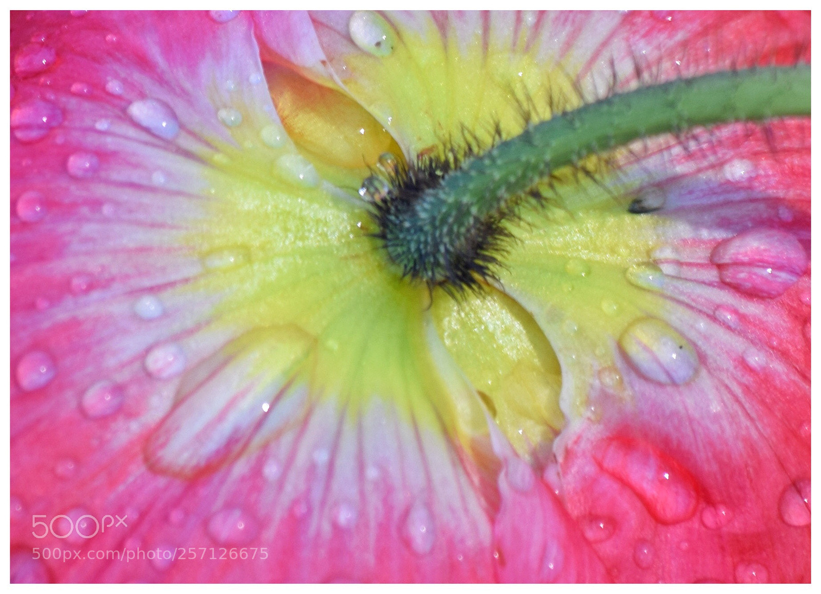 Nikon D3300 sample photo. Poppy 1 photography
