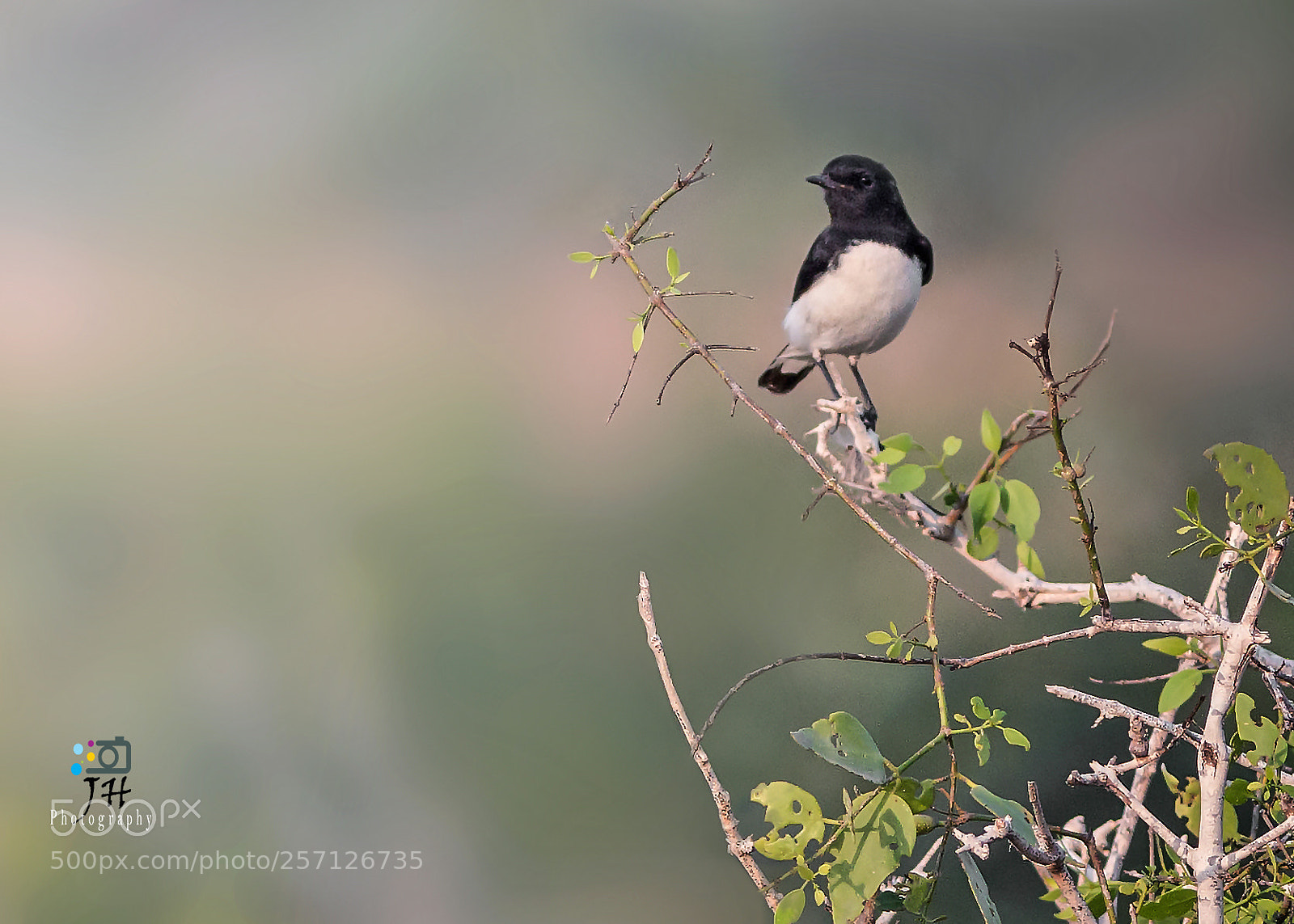 Canon EOS 70D sample photo. Variable wheatear photography