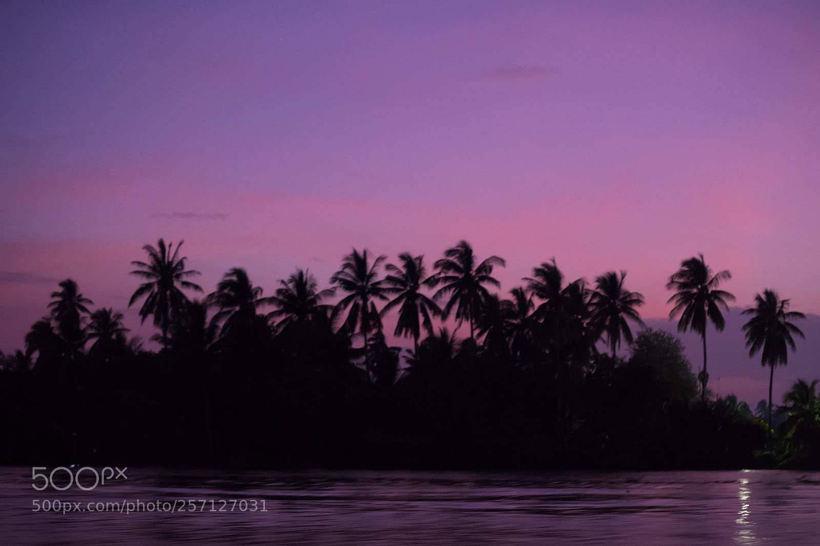 Nikon Df sample photo. Sunset at coconut forest photography