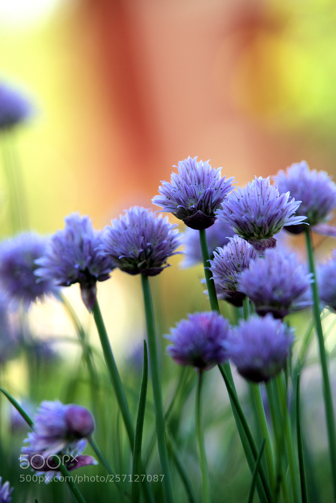 Nikon D610 sample photo. Chives photography