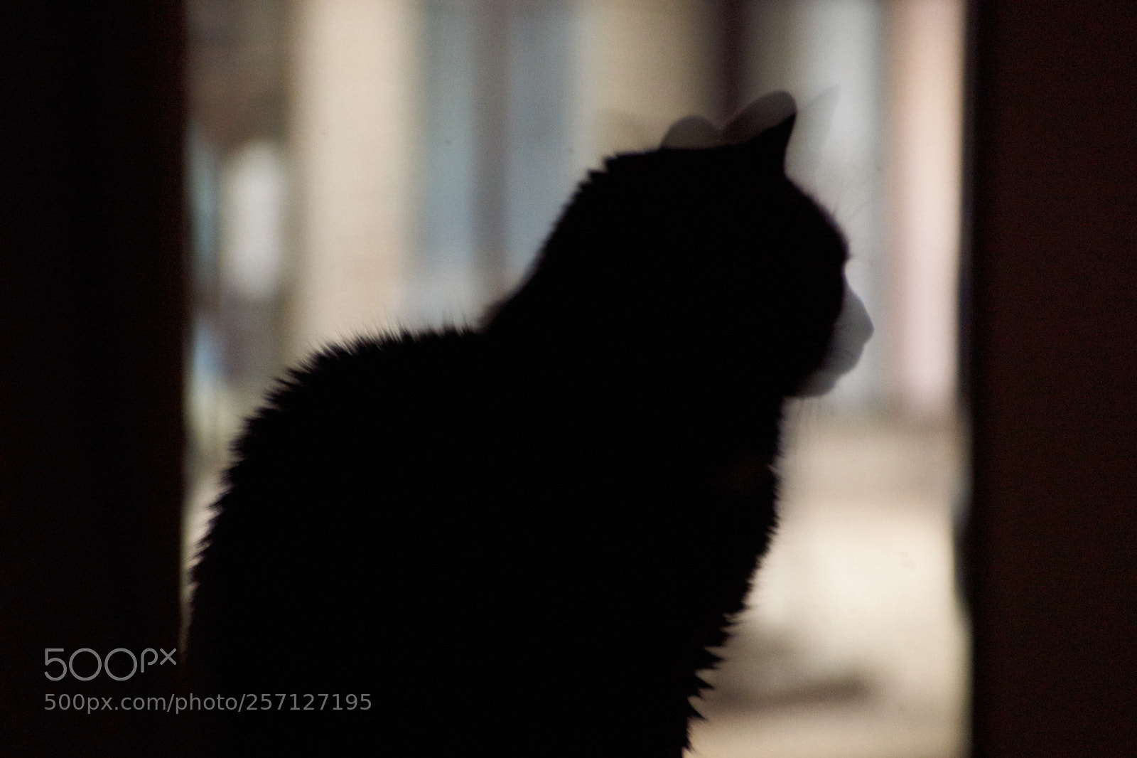 Sony SLT-A65 (SLT-A65V) sample photo. My cat tonight on photography
