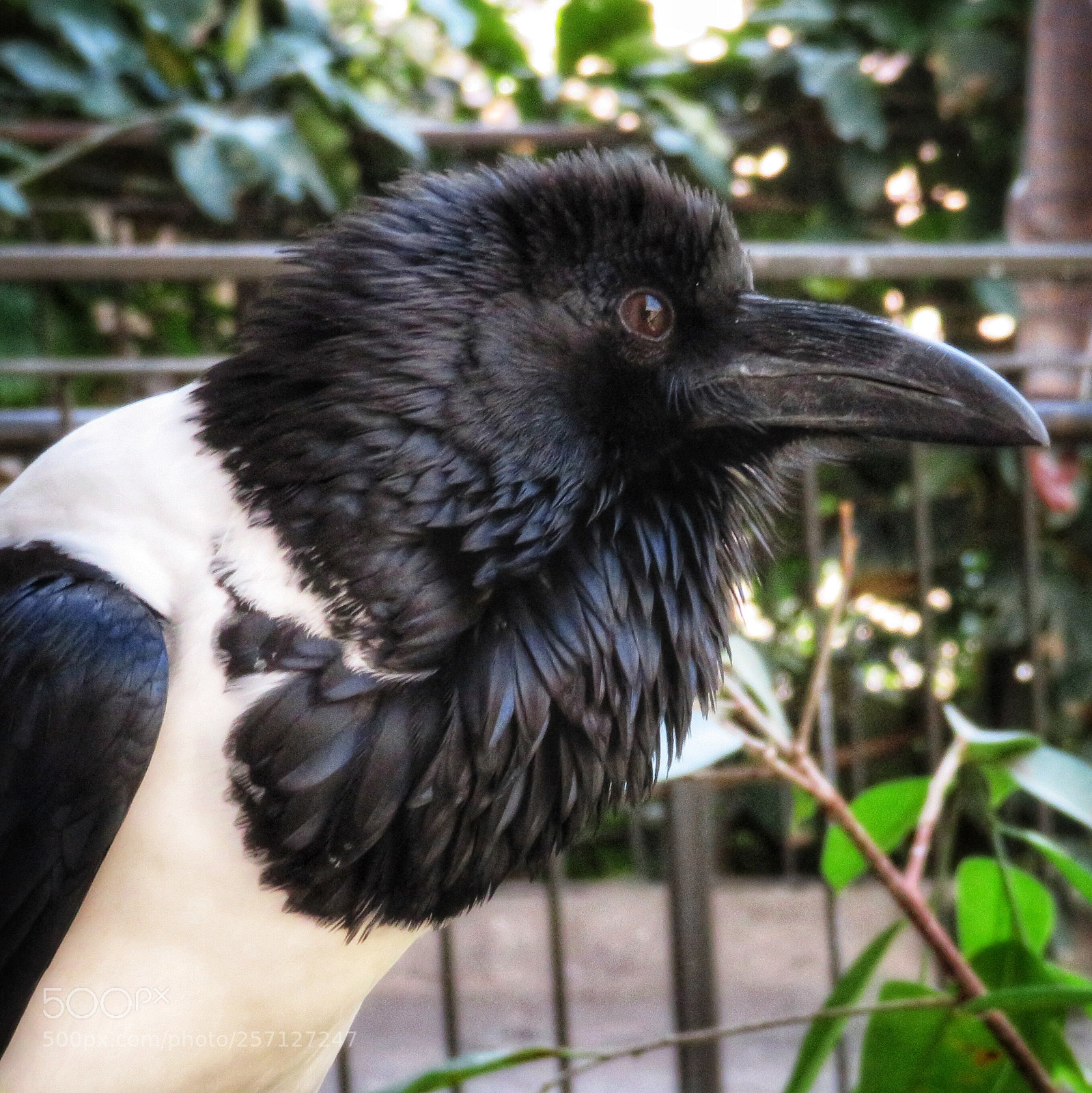 Canon PowerShot SX720 HS sample photo. Pied crow photography