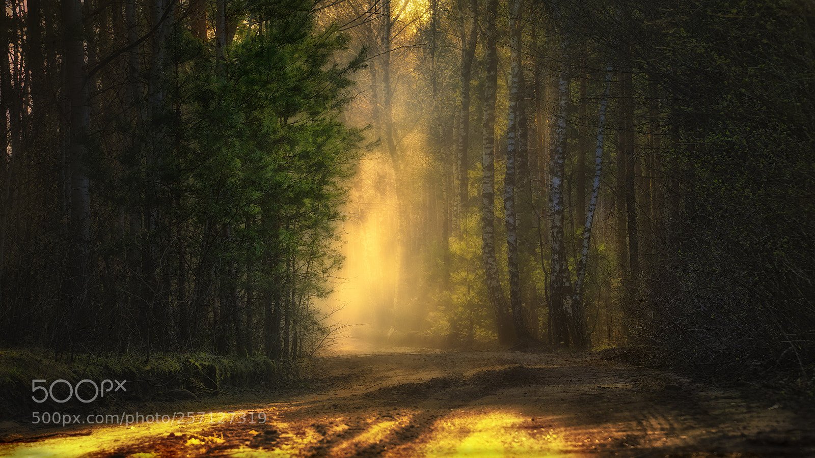 Sony a6000 sample photo. Sunlight in the forest photography