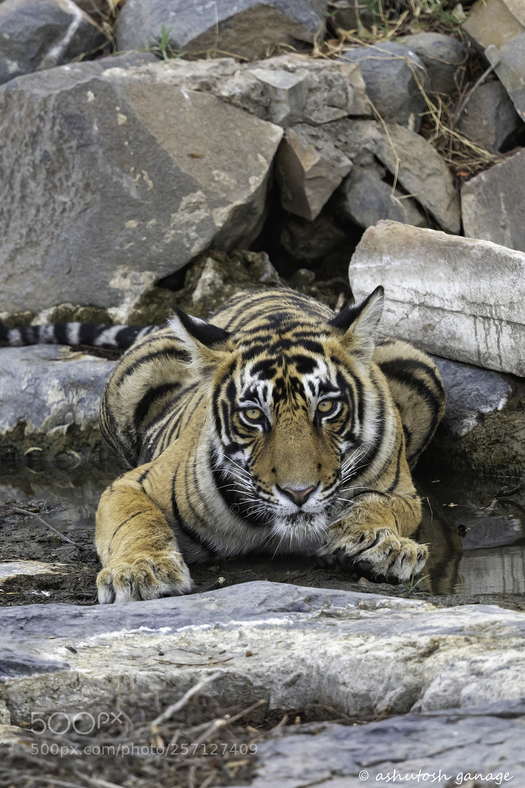 Canon EOS 7D Mark II sample photo. Royal bengal tiger photography