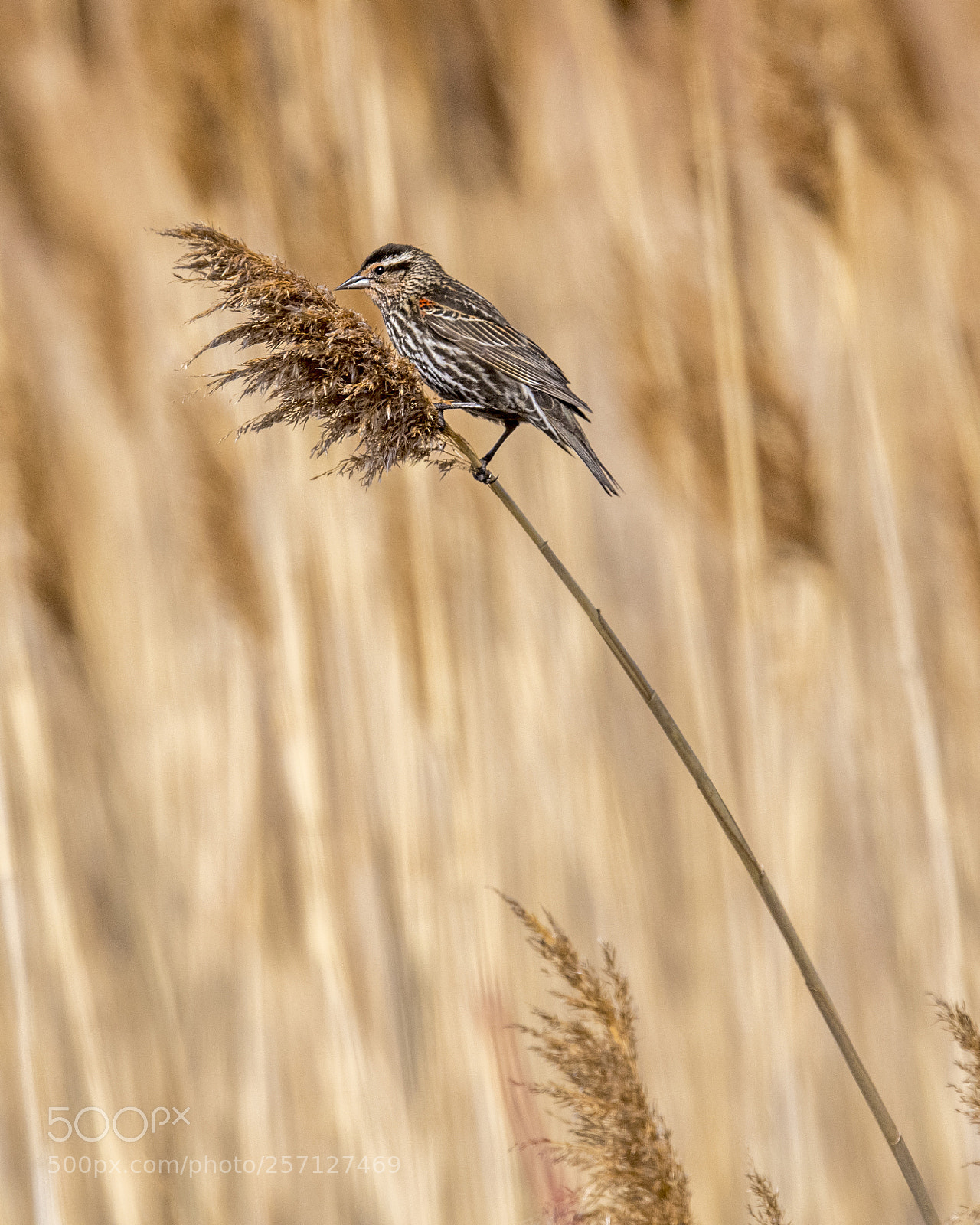 Nikon D850 sample photo. Red-winged blackbird -female photography