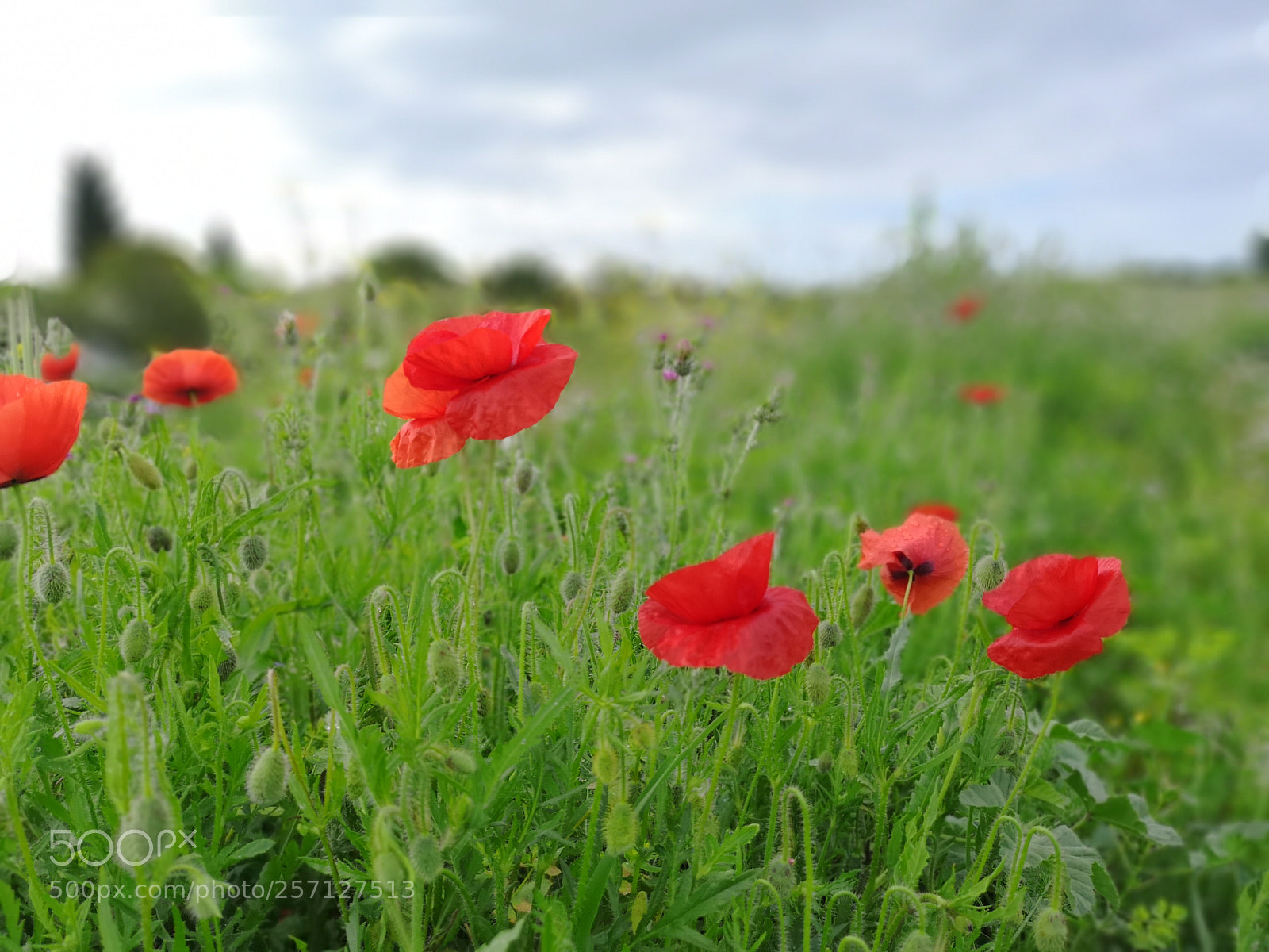 HUAWEI CLT-L29 sample photo. Untitled photography