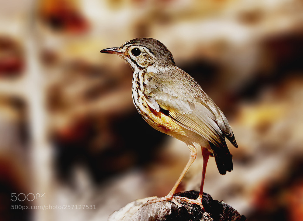Canon EOS 7D Mark II sample photo. Pompeu photography