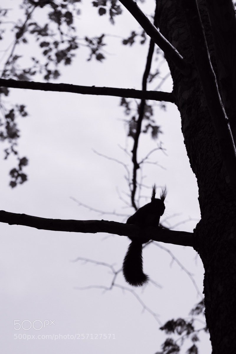 Fujifilm X-T20 sample photo. Eurasian red squirrel photography