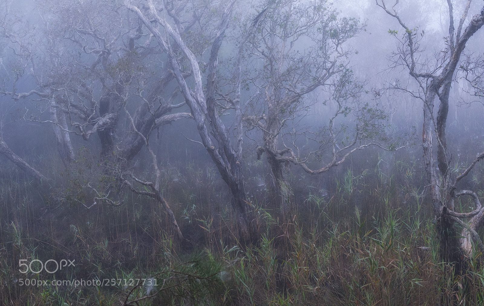 Nikon D810 sample photo. Deep in the mystic photography