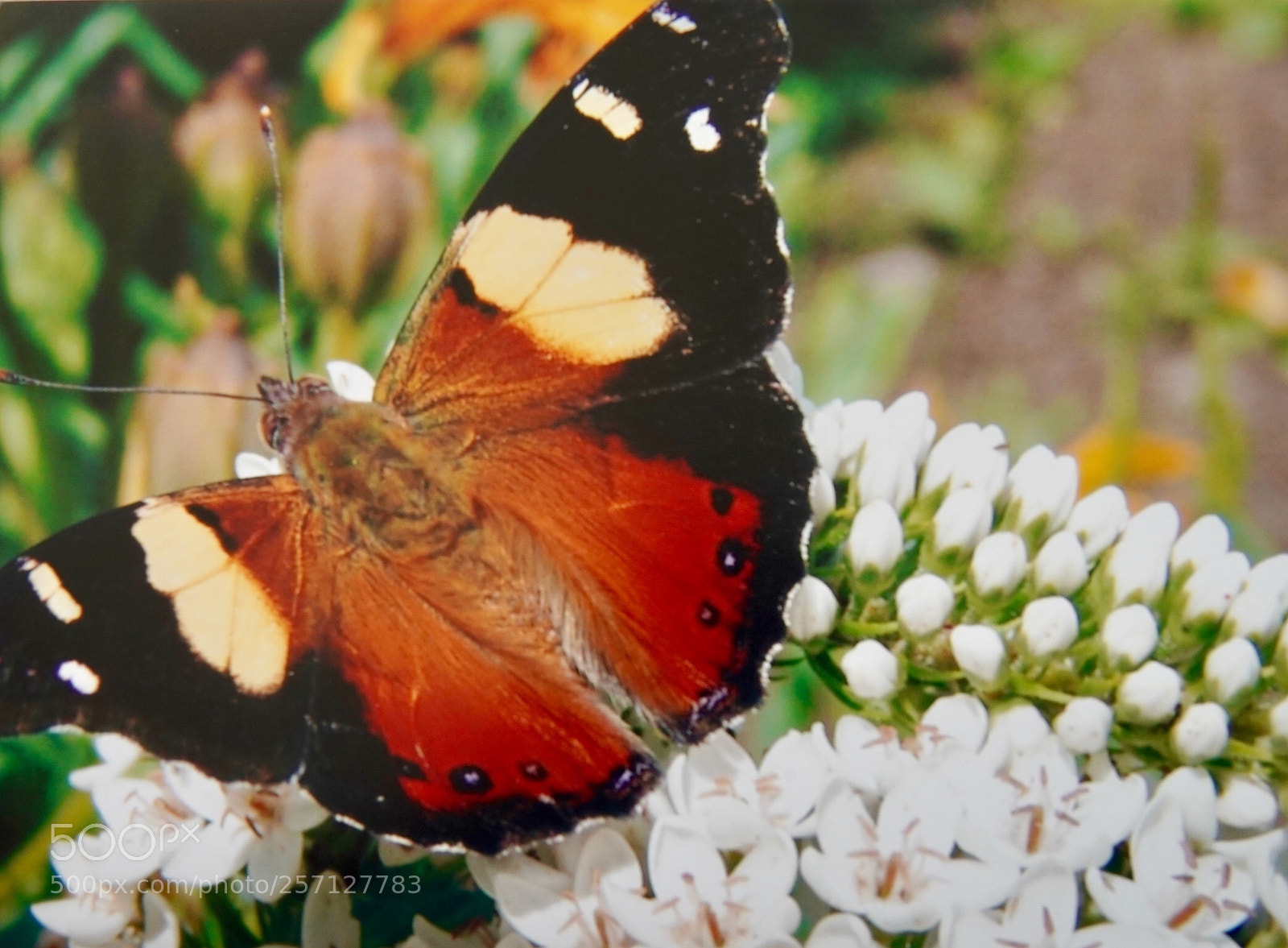 Sony a9 sample photo. Red admiral  photography