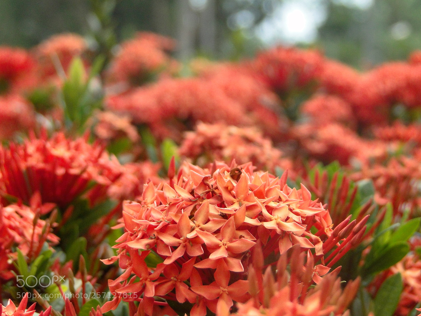 Sony Cyber-shot DSC-HX1 sample photo. 春花 photography