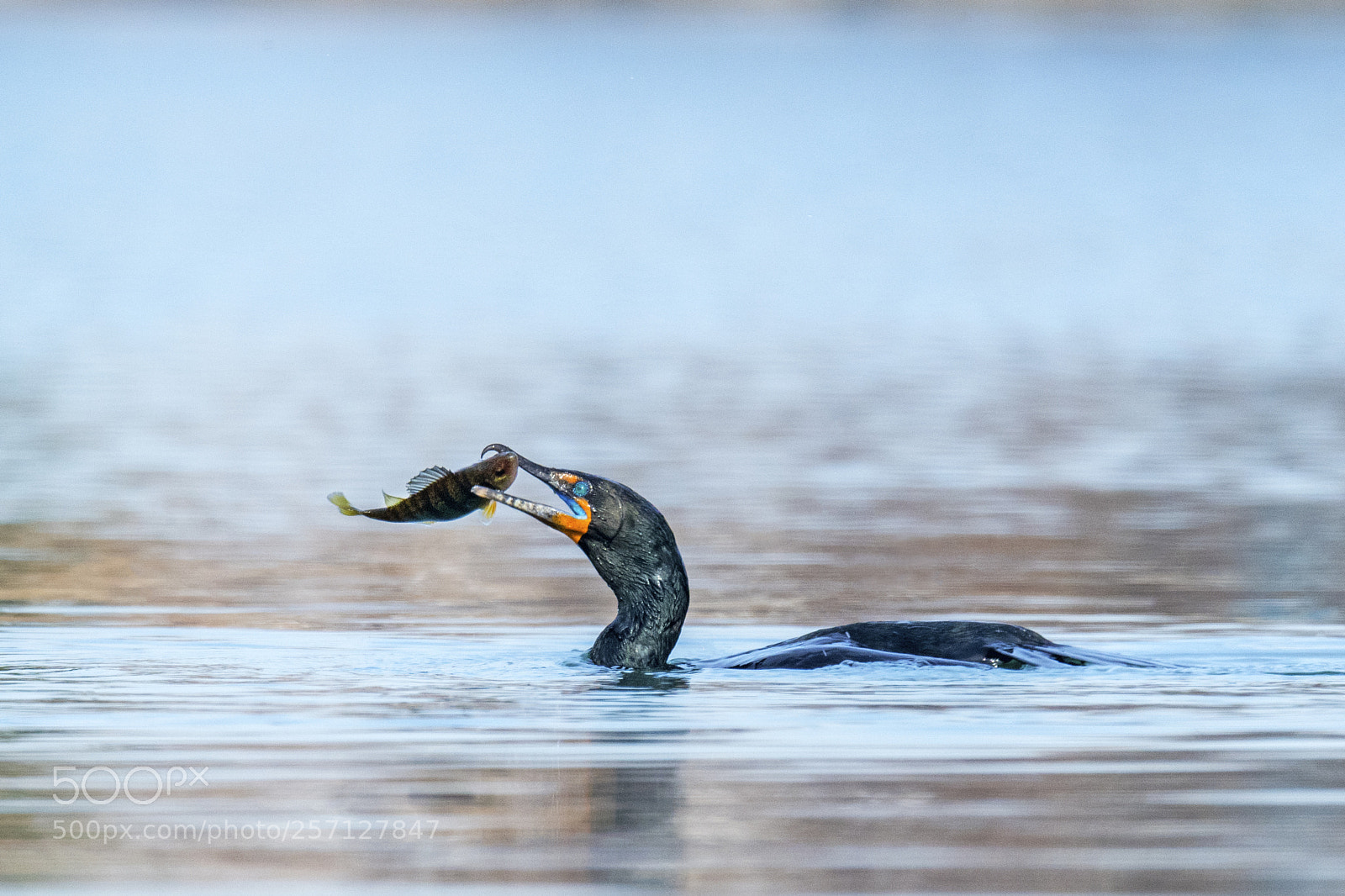 Nikon D850 sample photo. Double-crested cormorant photography