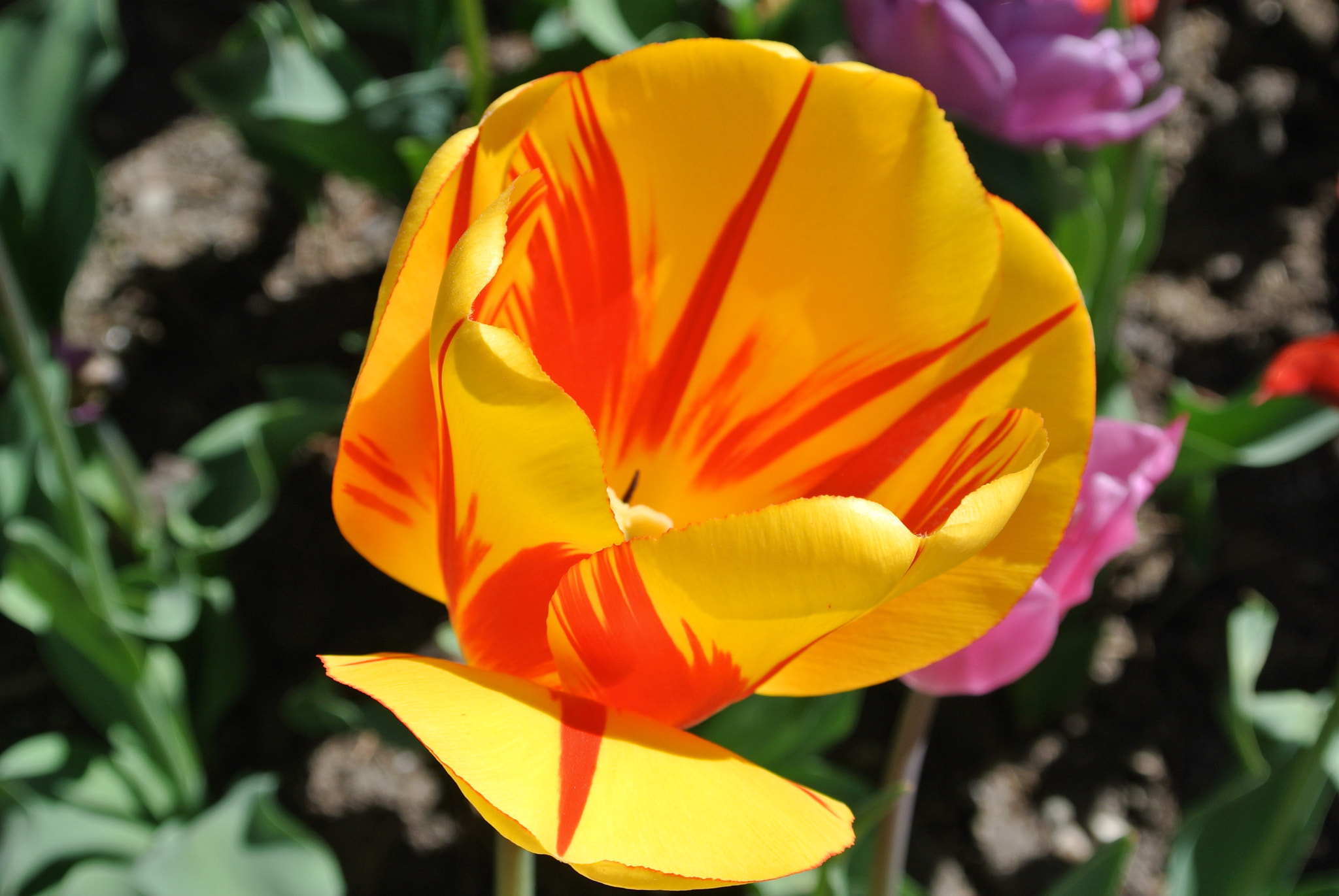 Nikon 1 J1 sample photo. Orange & yellow flower photography