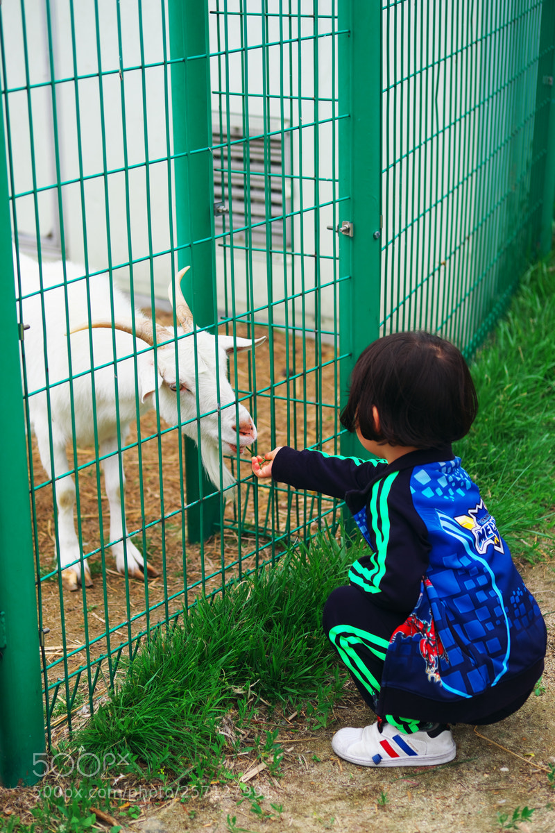 Fujifilm X-T20 sample photo. Eating grass goat photography