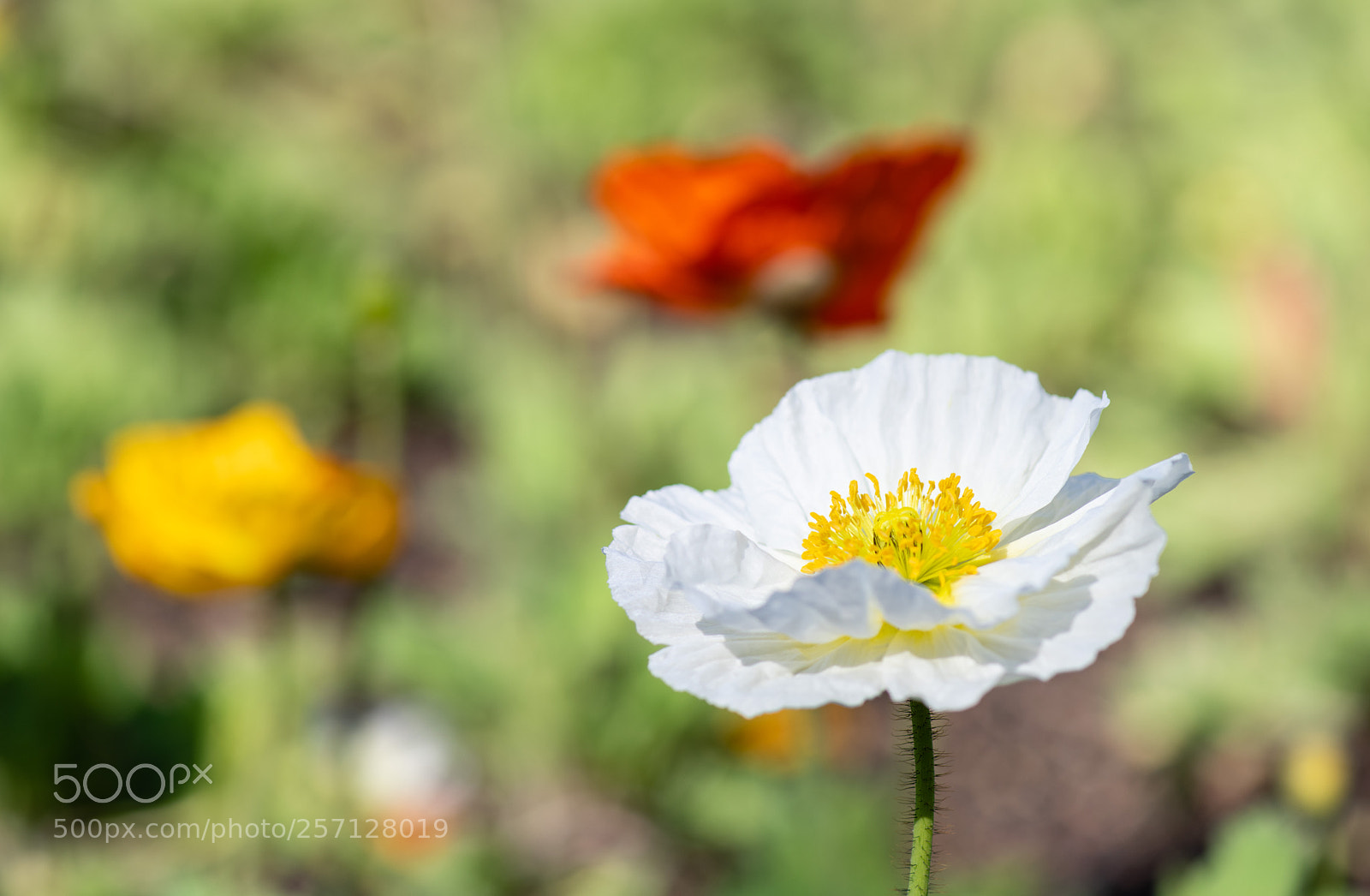 Nikon D850 sample photo. Poppies photography