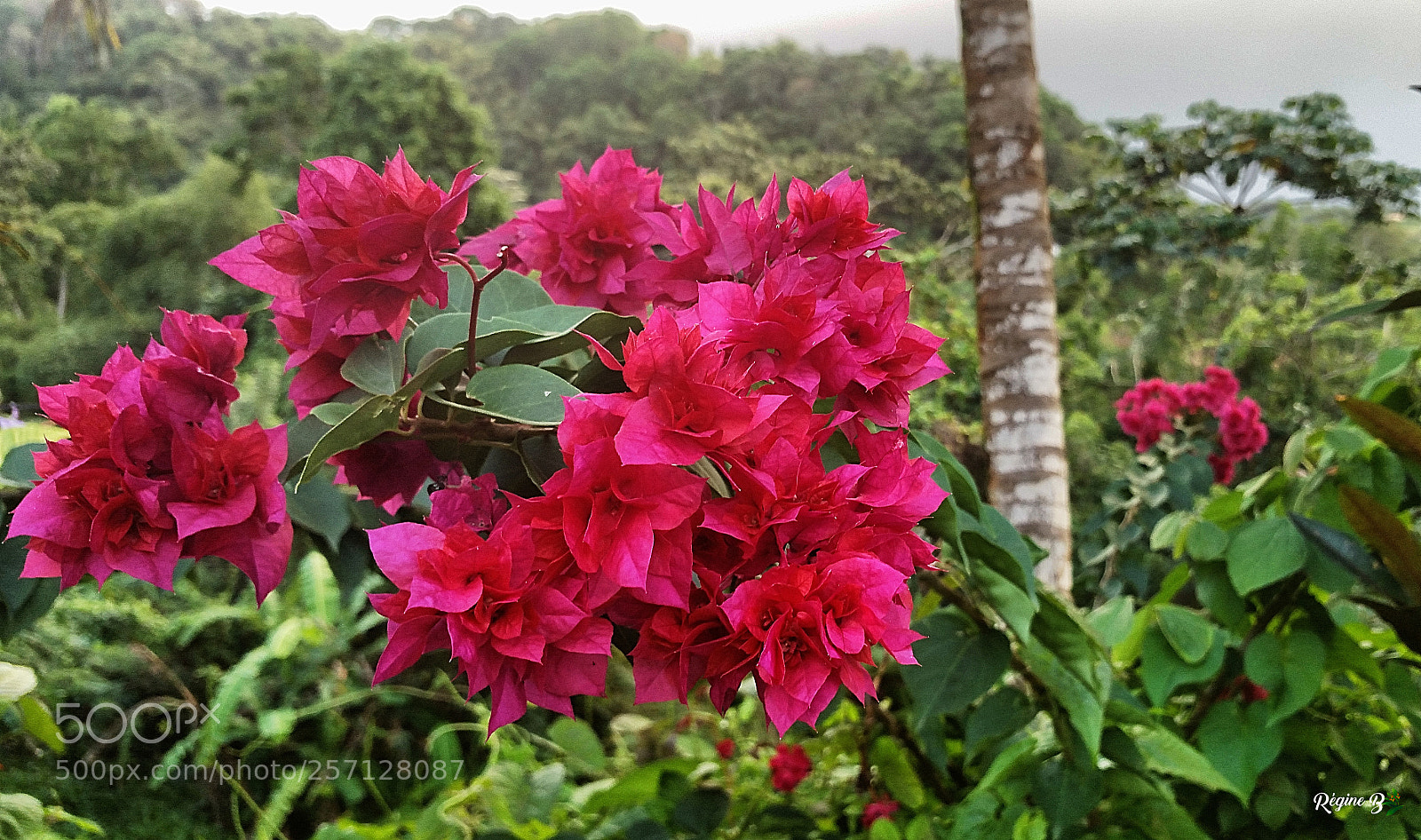 Samsung Galaxy Note4 sample photo. Bougainvillier fushia photography