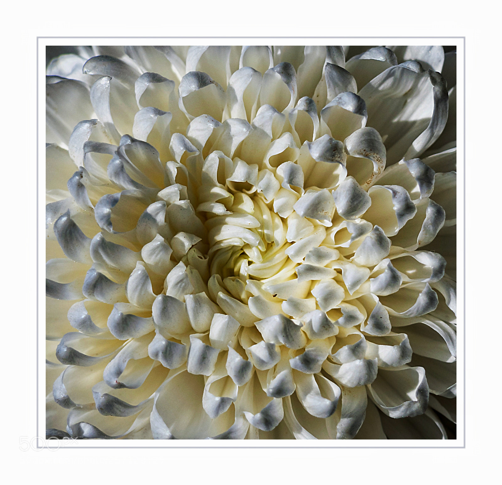 Nikon D3300 sample photo. Chrysanthemum morifolium photography