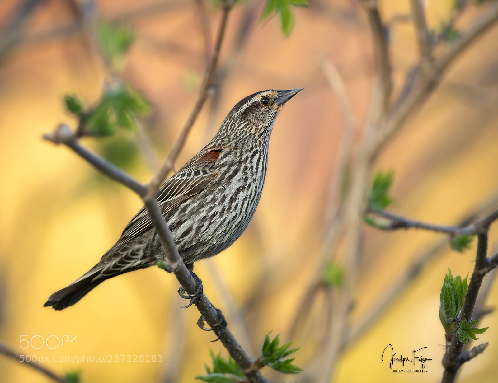 Nikon D750 sample photo. Female red-winged blackbird photography