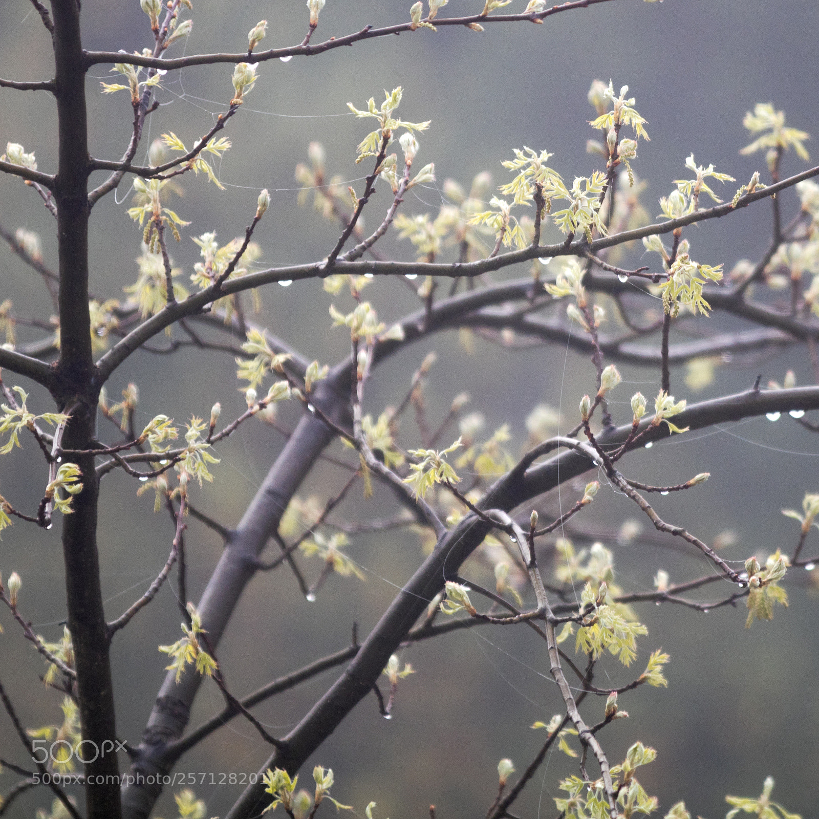Canon EOS 80D sample photo. Nature is colourful photography