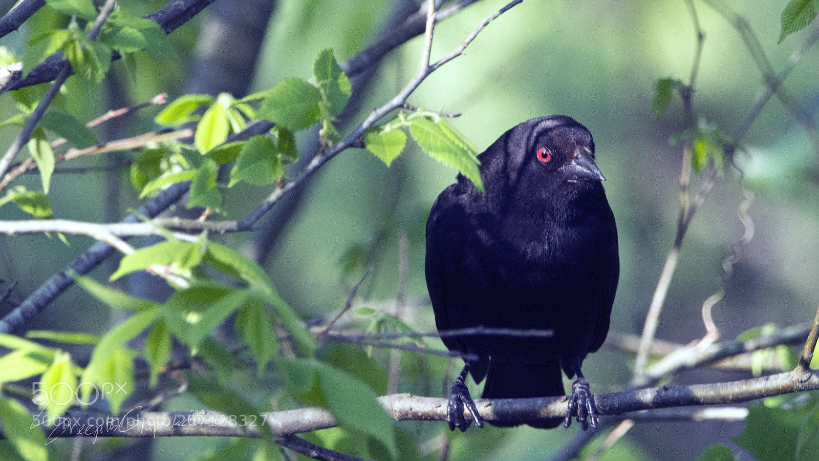 Nikon D7100 sample photo. Bronzed cowbird! photography