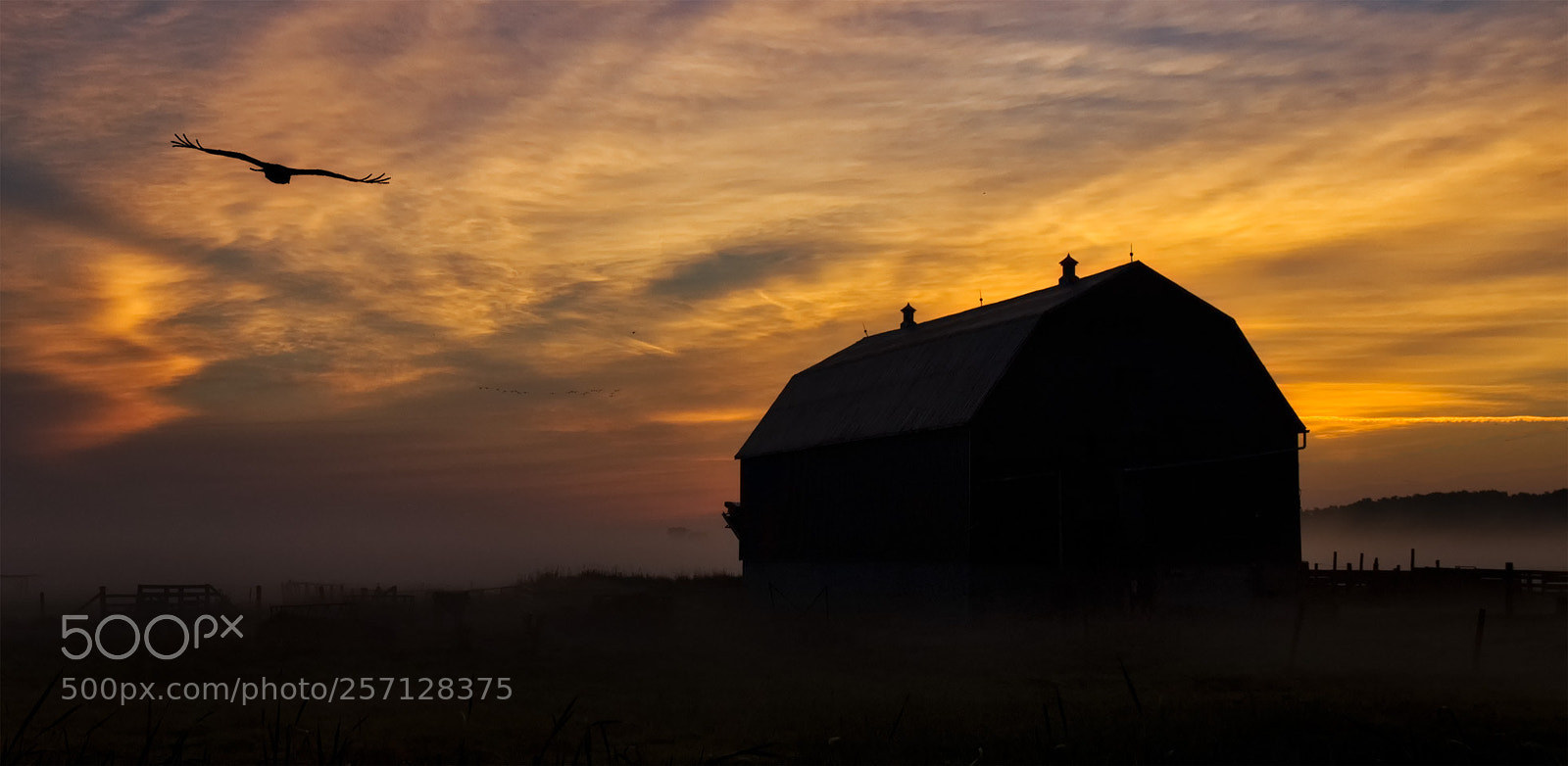 Nikon D70s sample photo. Hawk at sunrise photography