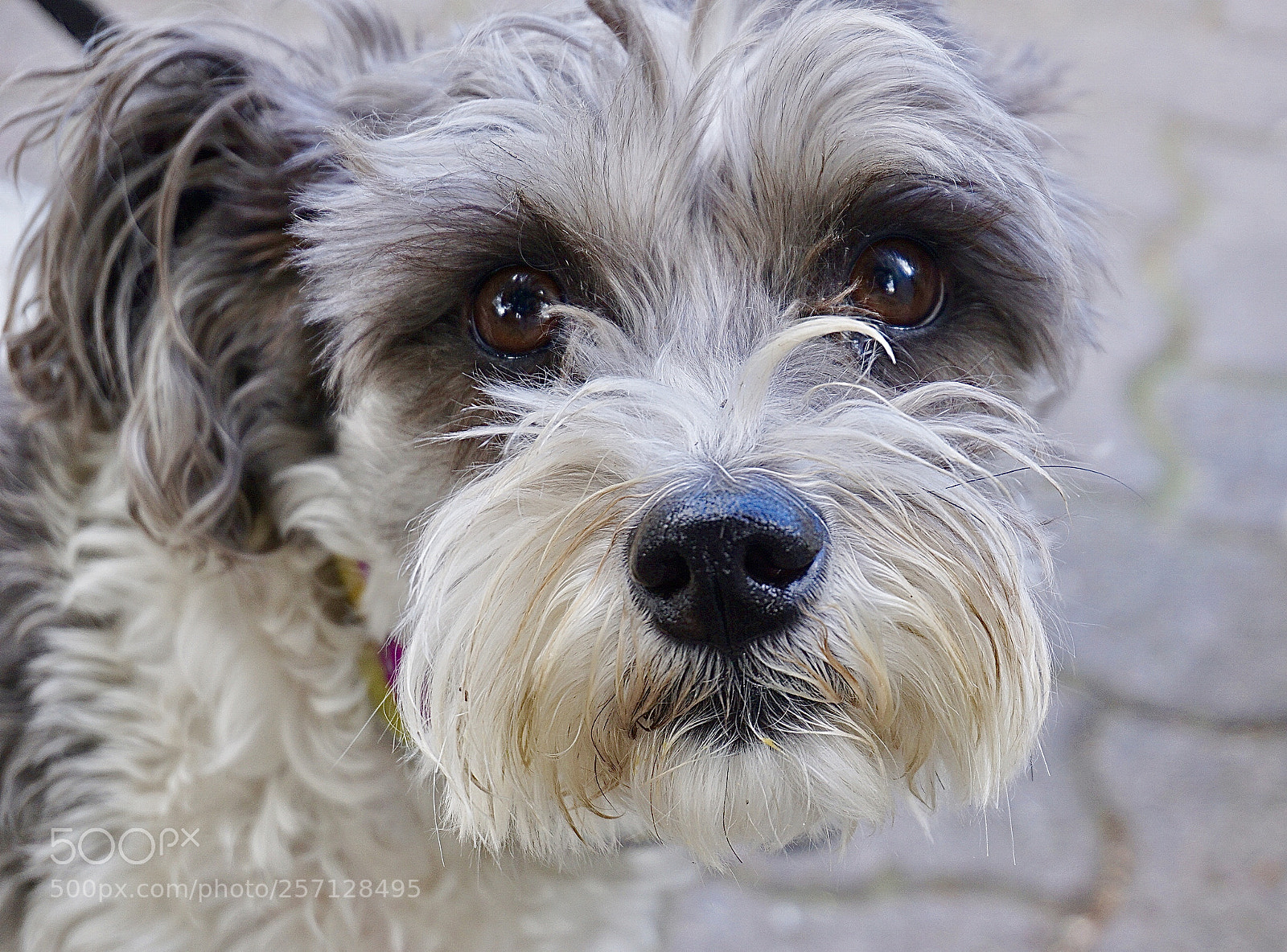Sony a6000 sample photo. Buddy photography