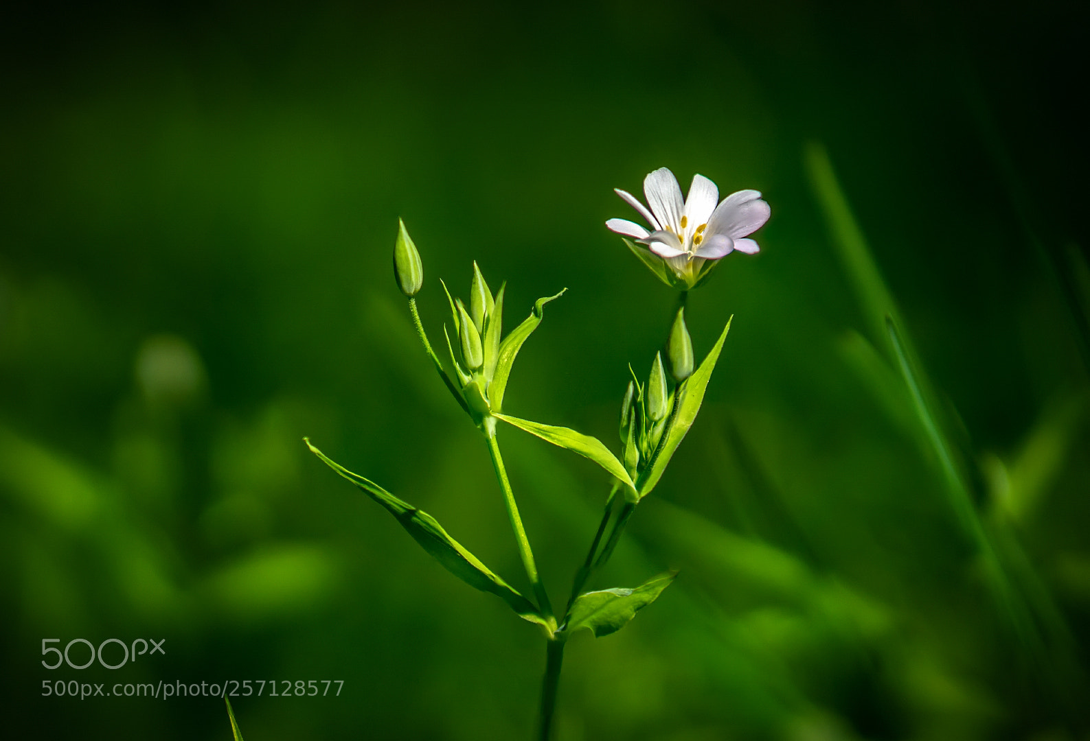 Sony a6000 sample photo. Stellaria photography