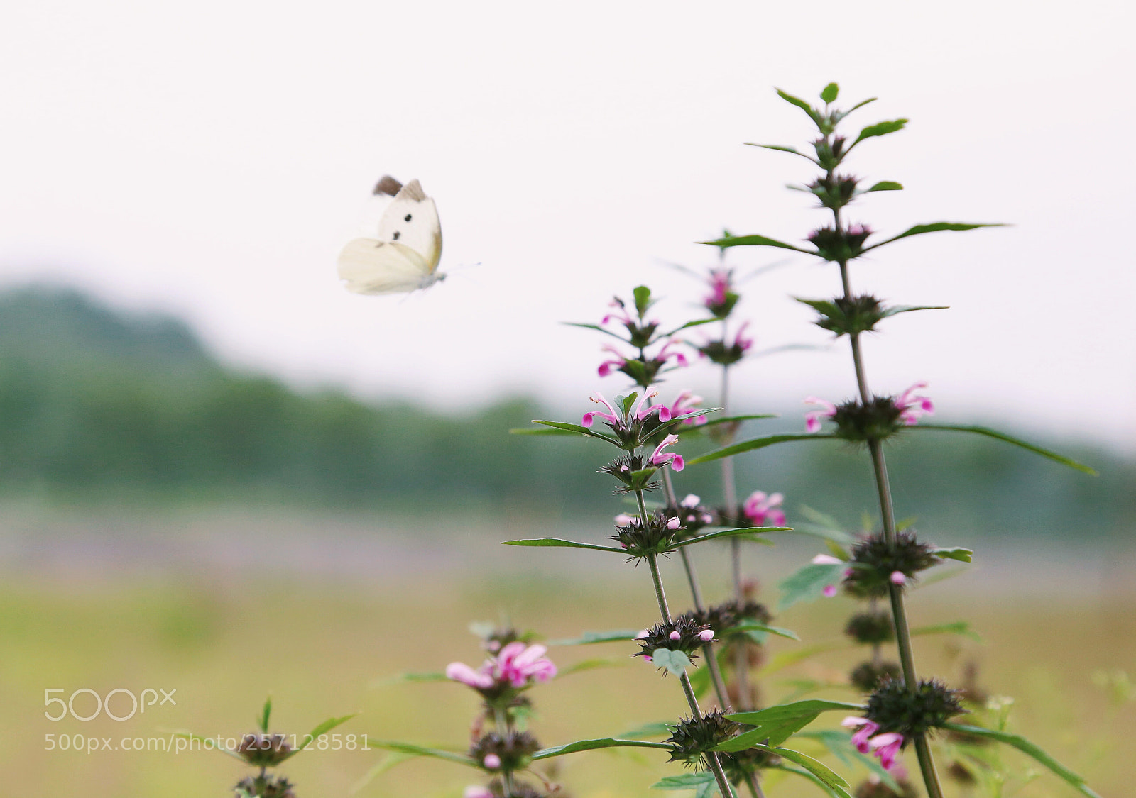 Canon EOS 6D sample photo. 初 photography