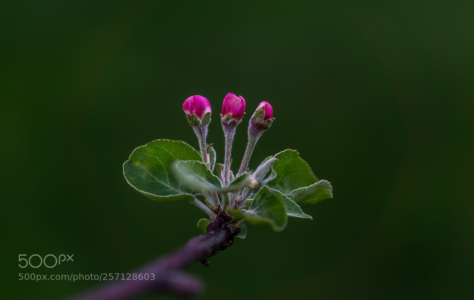 Sony a6000 sample photo. Apple buds photography
