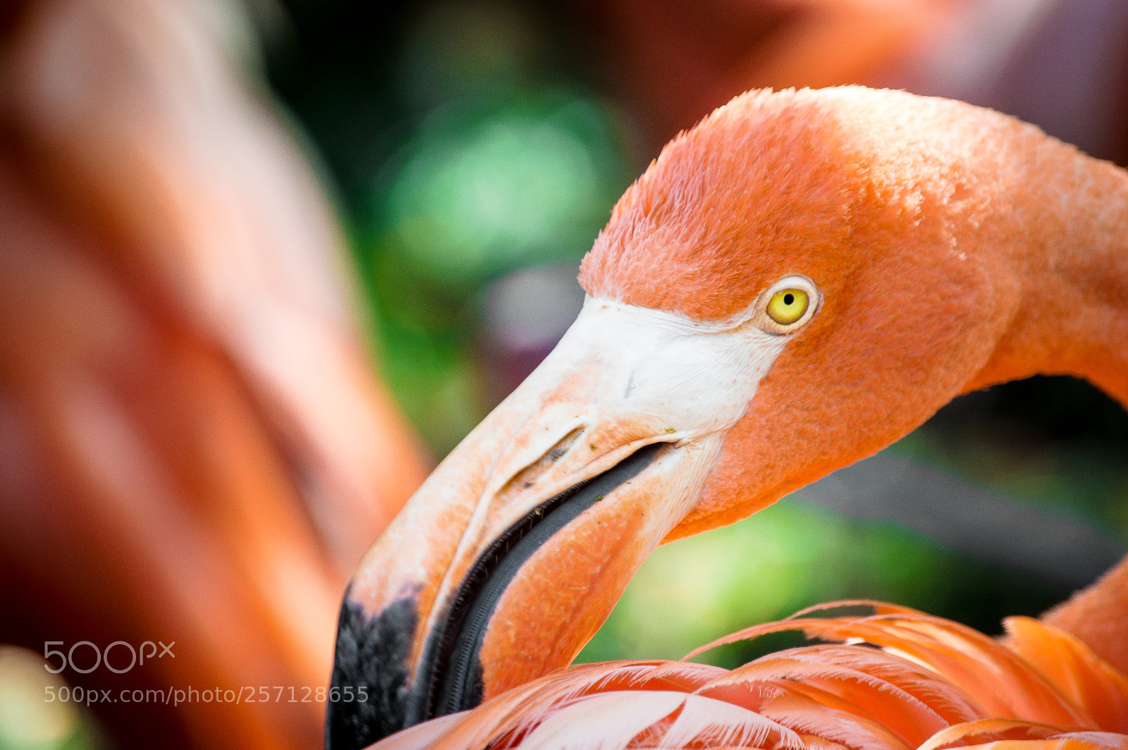 Nikon D3200 sample photo. American flamingo photography