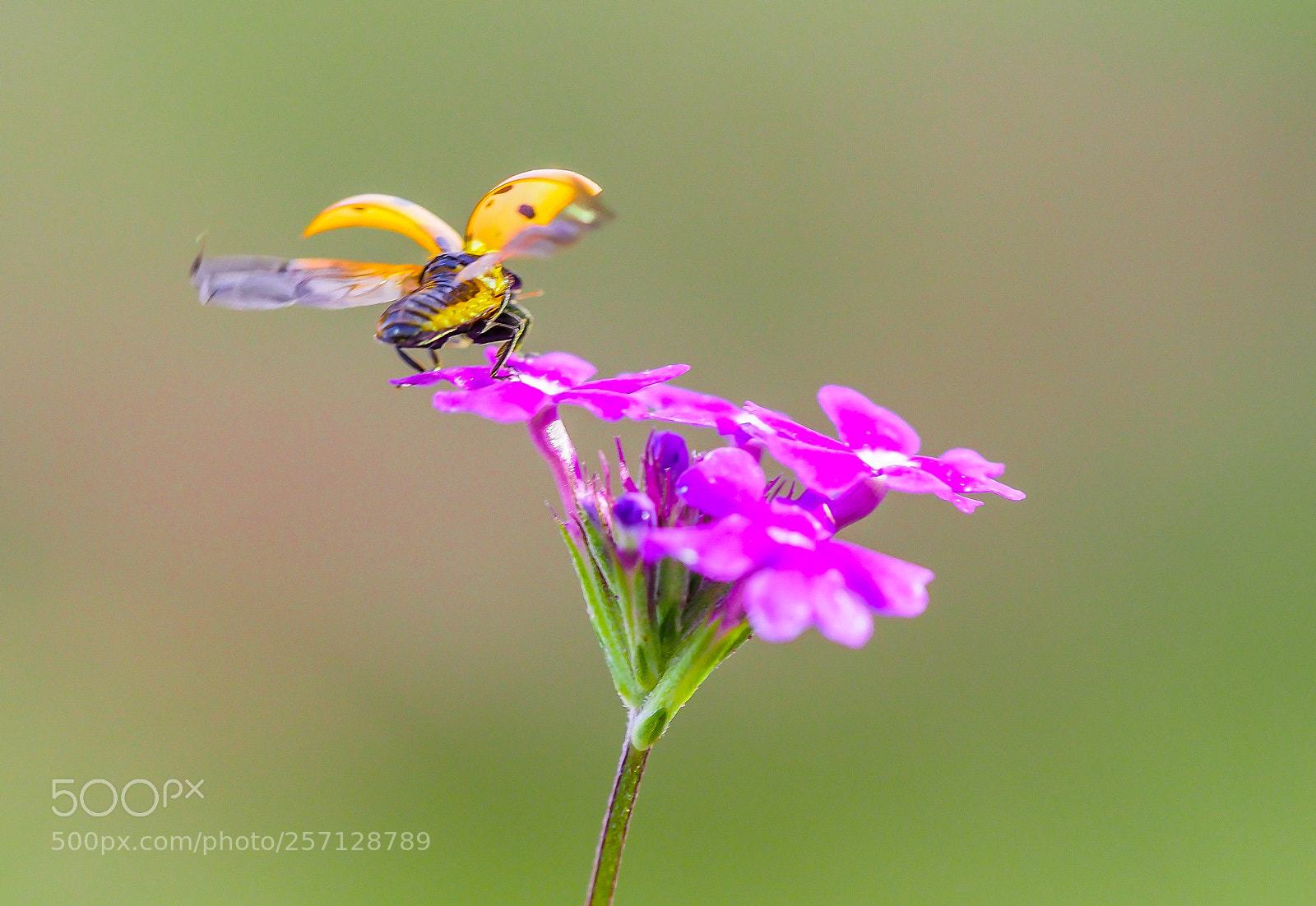 Olympus OM-D E-M1 Mark II sample photo. Ladybug photography