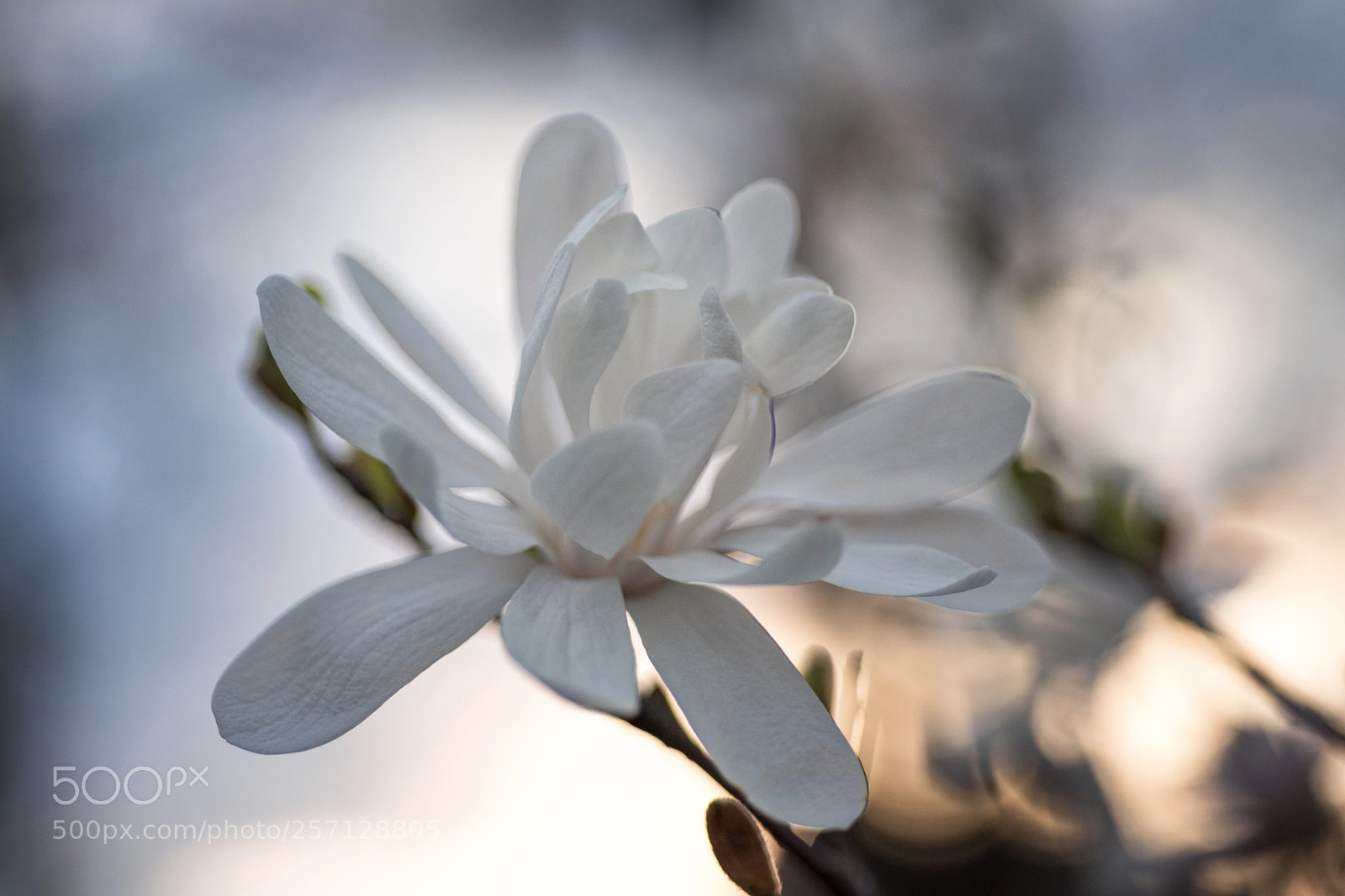 Nikon D750 sample photo. Hope photography