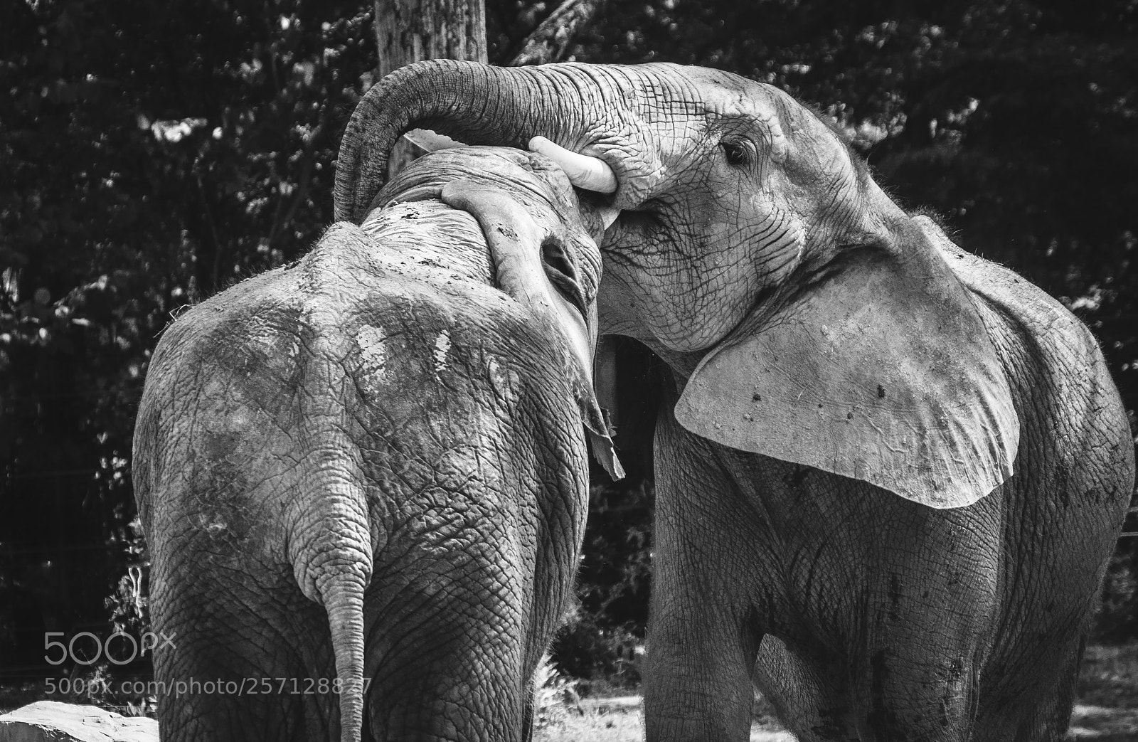 Nikon D3200 sample photo. African elephants photography