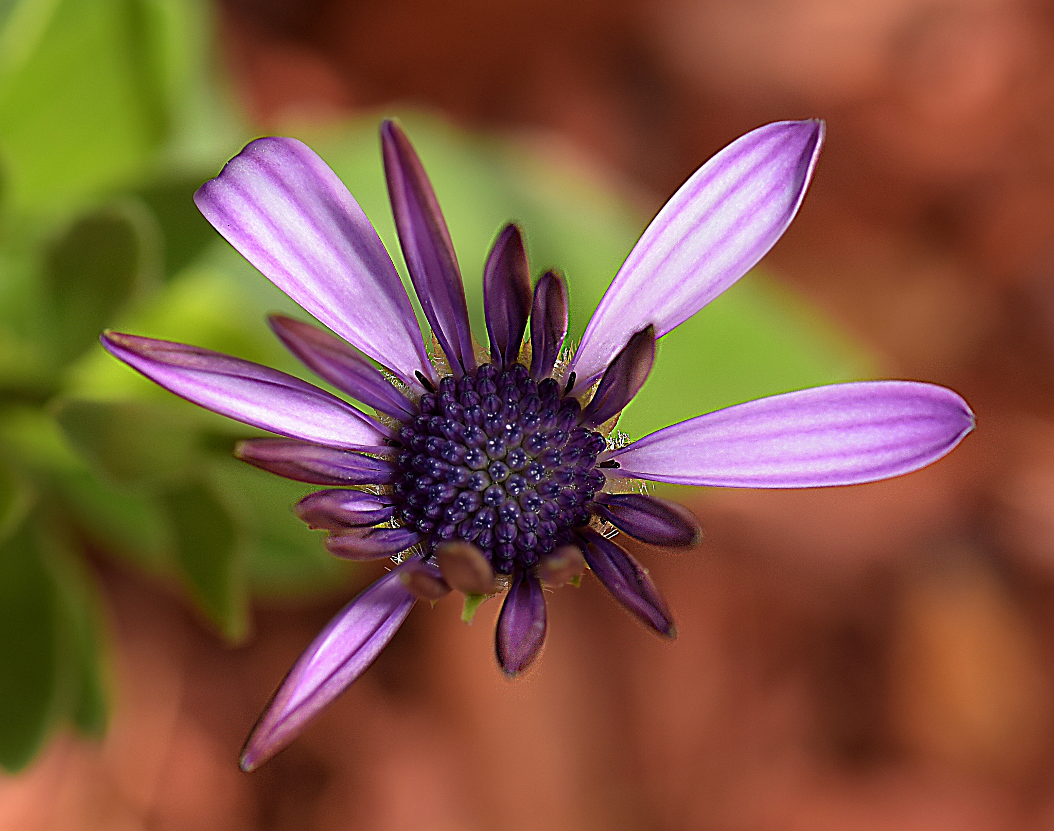 Nikon AF-S Micro-Nikkor 105mm F2.8G IF-ED VR sample photo. Purple osteopsermum photography