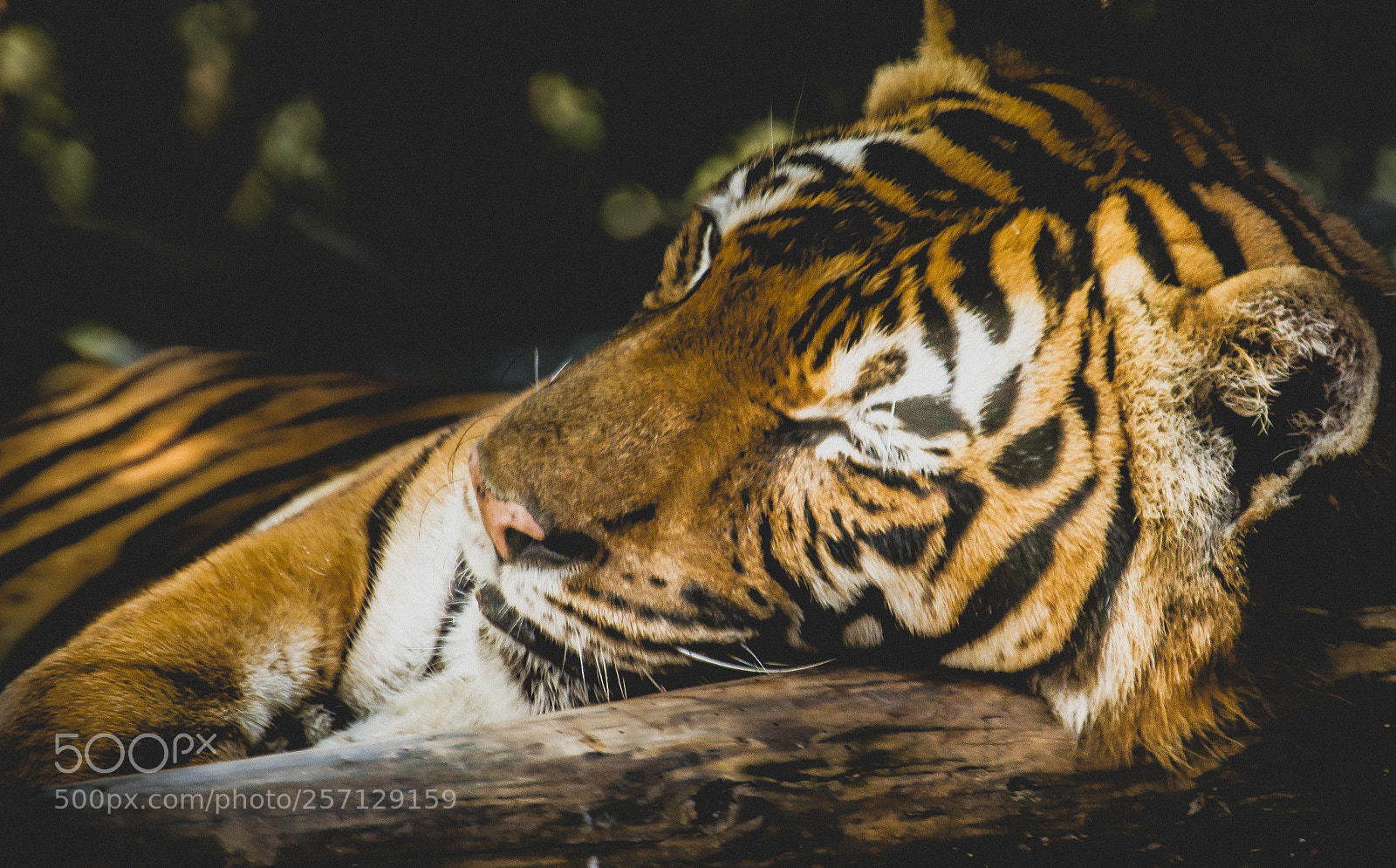 Nikon D3200 sample photo. Sleeping tiger photography