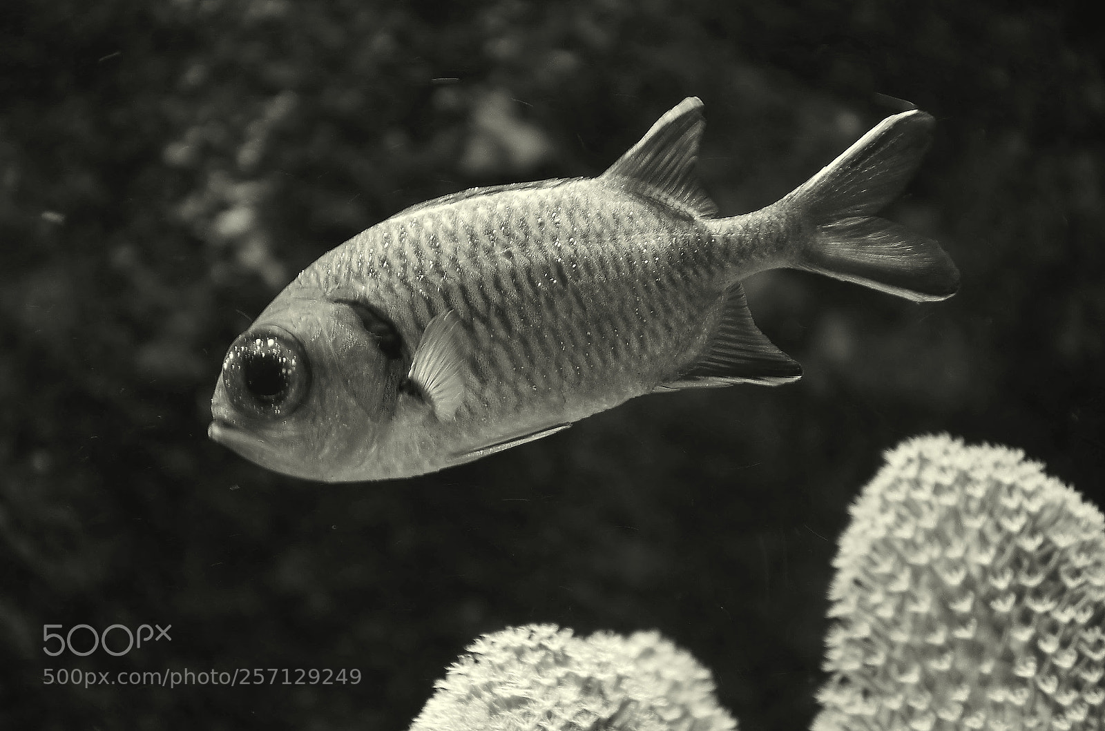 Nikon D7000 sample photo. A fish photography