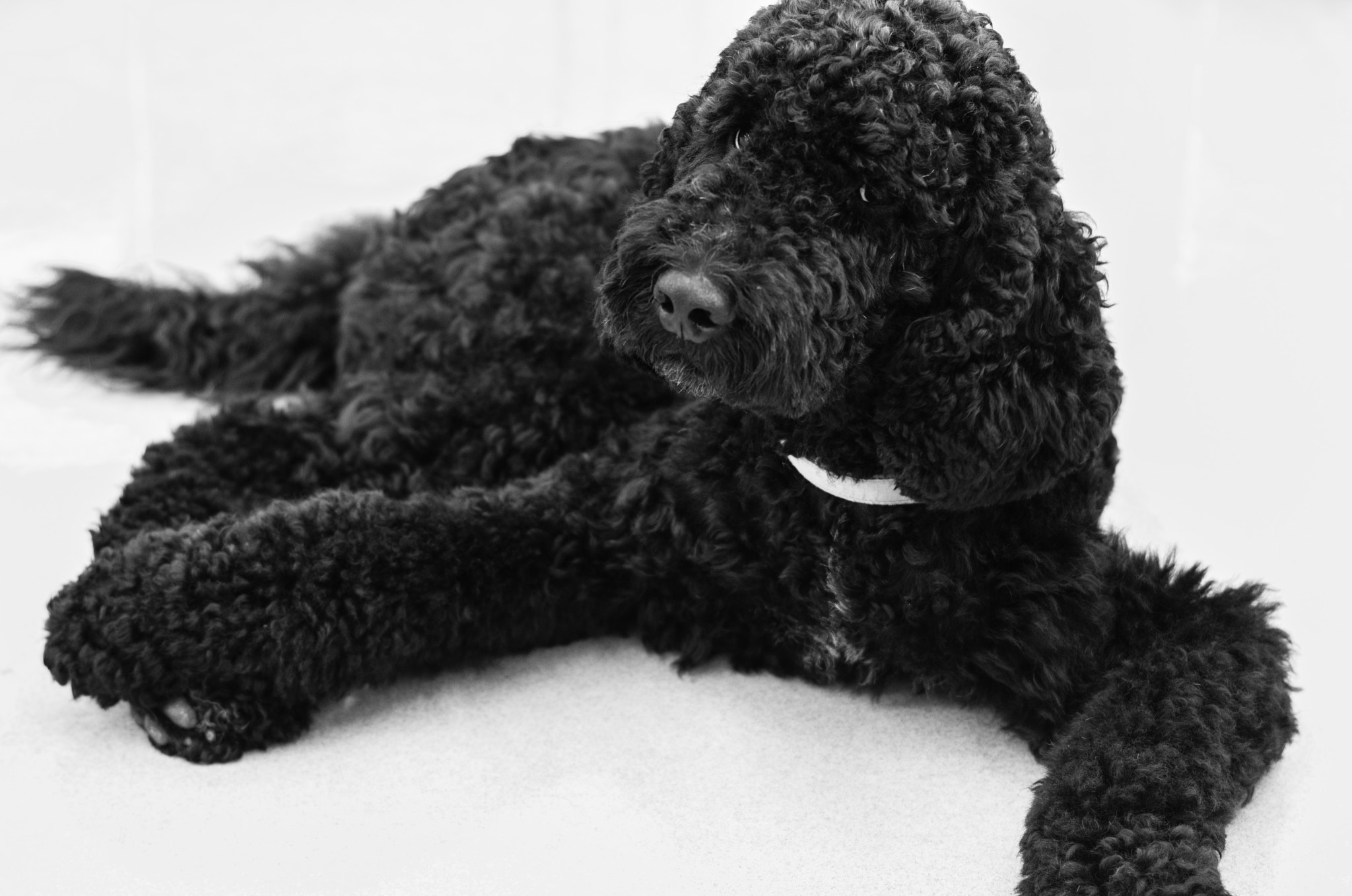 Pentax K-5 IIs sample photo. Poodle photography