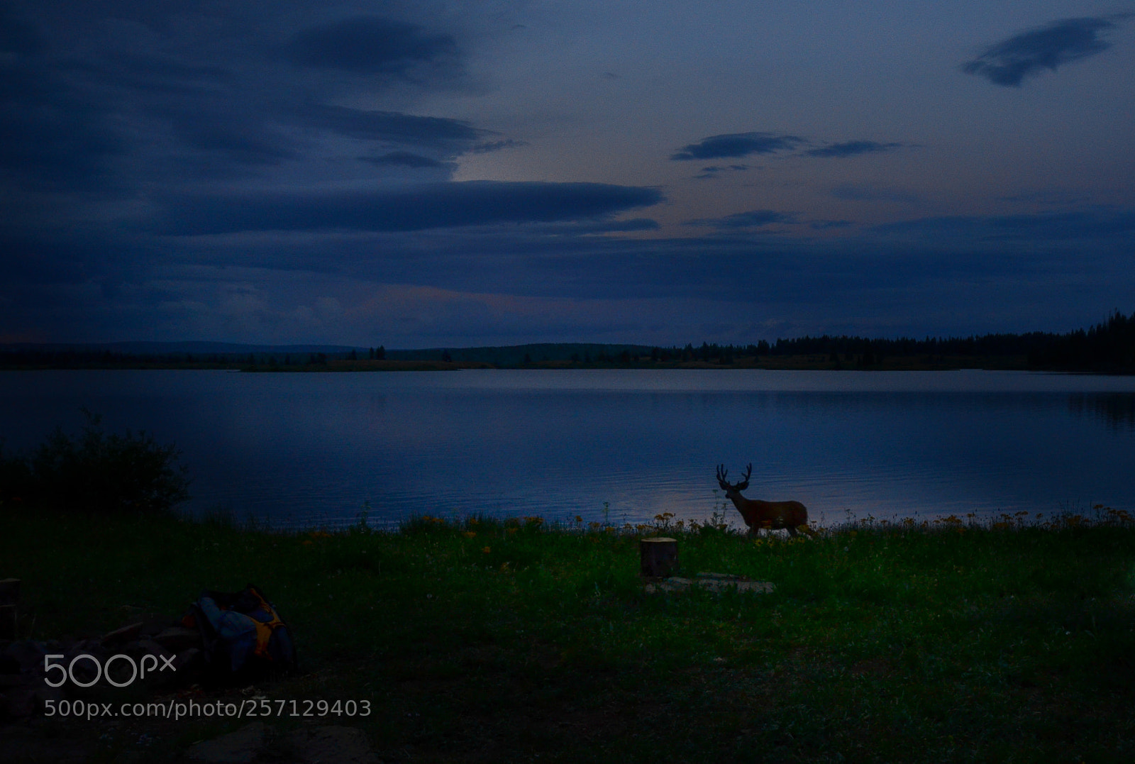 Nikon D7000 sample photo. An evening visitor to photography