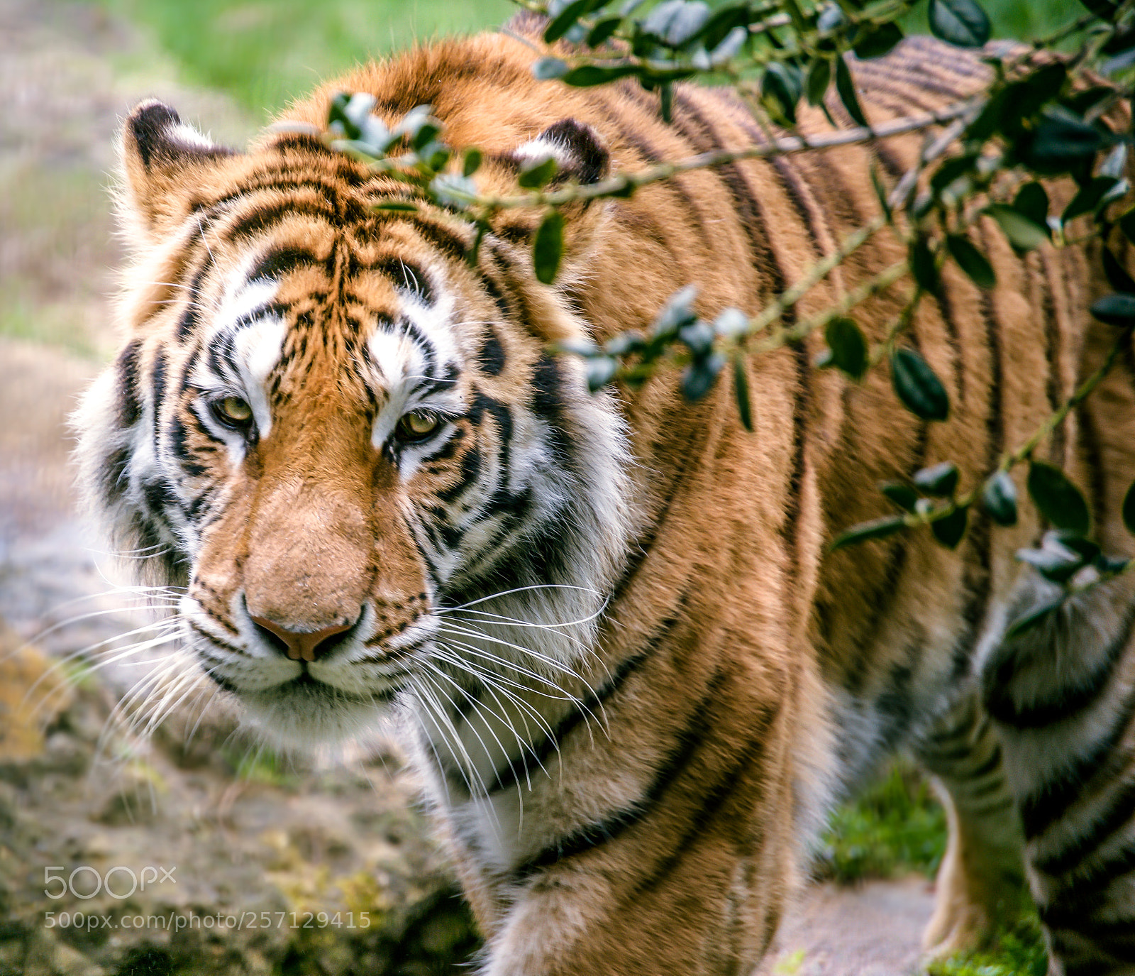 Nikon D600 sample photo. Sumatran tiger photography