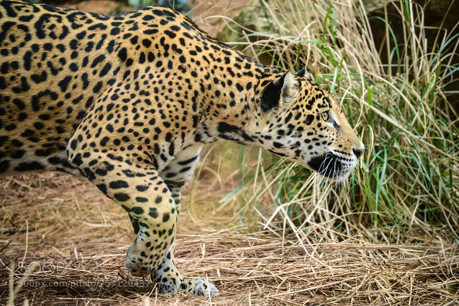 Nikon D600 sample photo. Hunting jaguar photography