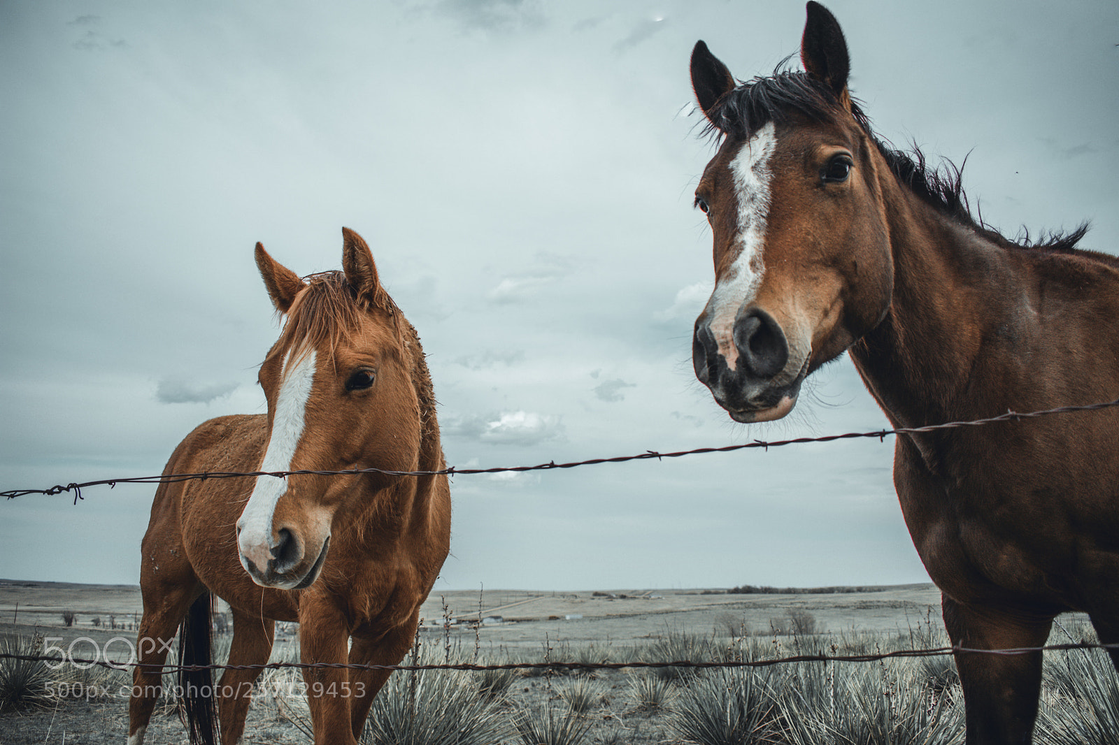 Nikon D3400 sample photo. Horse life photography
