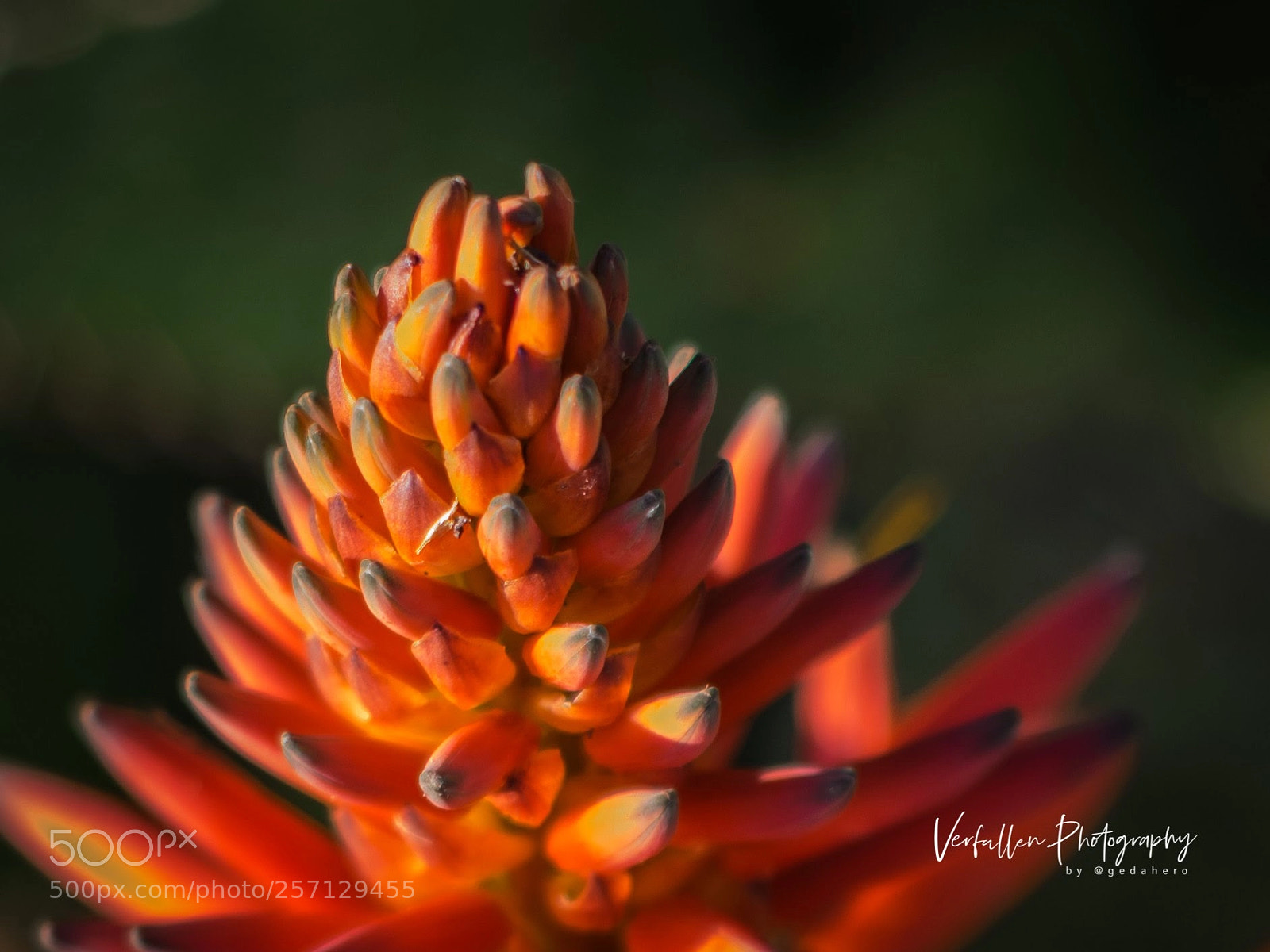 Nikon D3300 sample photo. Flores de la sabana. photography