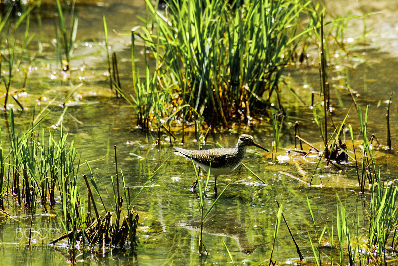 Sony a6000 sample photo. Sandpiper amid the marsh photography