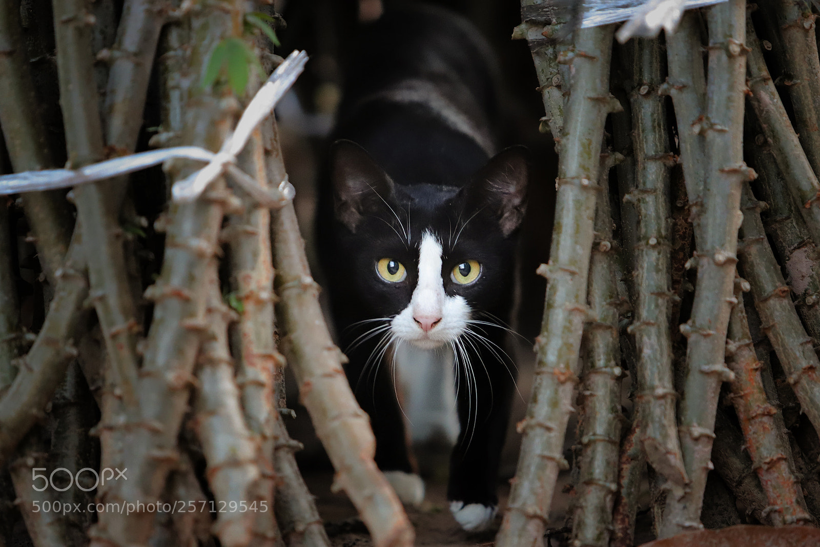 Canon EOS 6D Mark II sample photo. Img photography