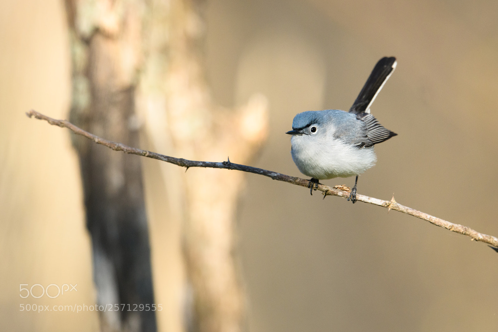 Nikon D850 sample photo. Grumpy gnatcatcher ready to photography