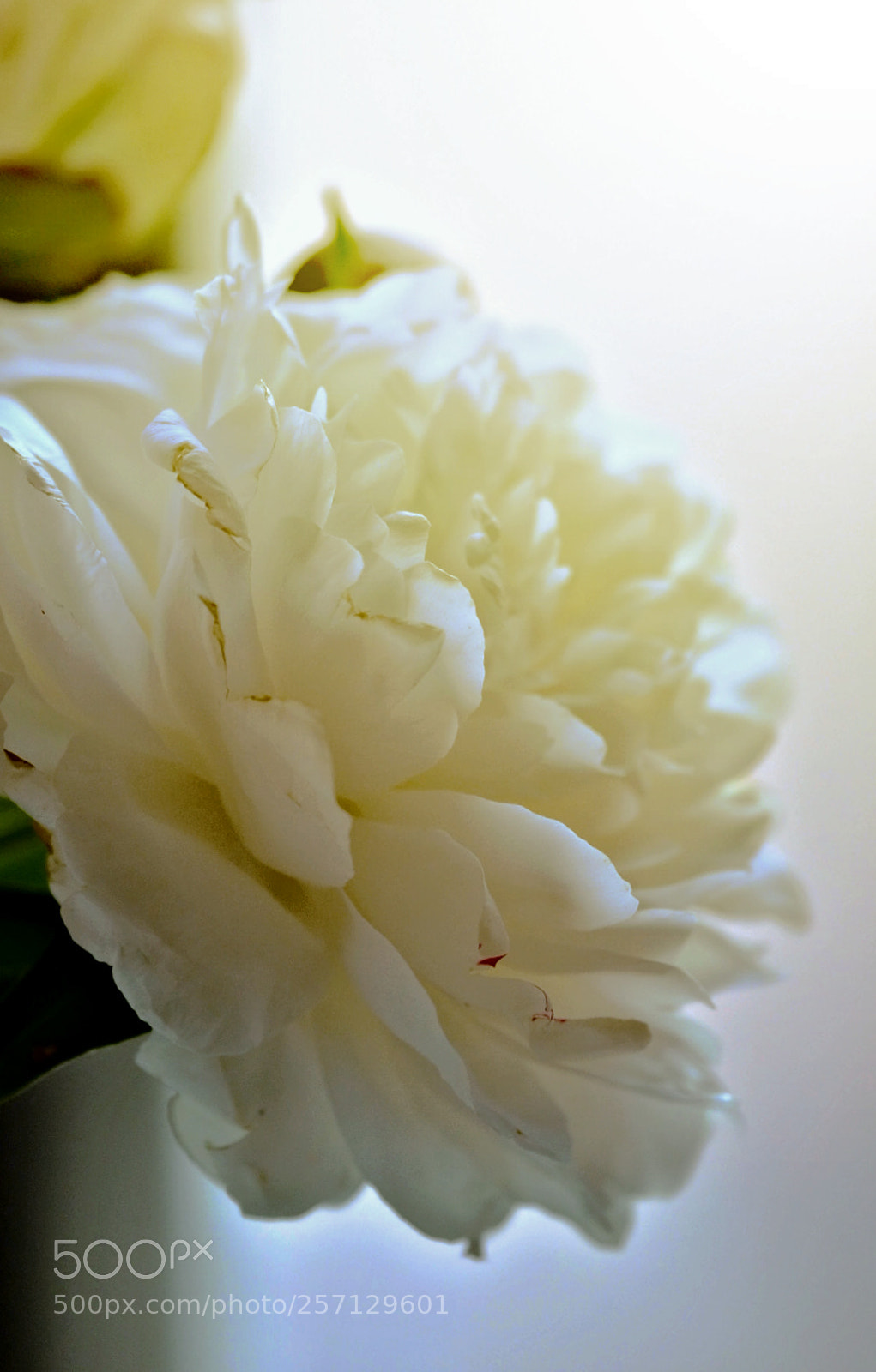 Fujifilm X-T2 sample photo. Untitled photography