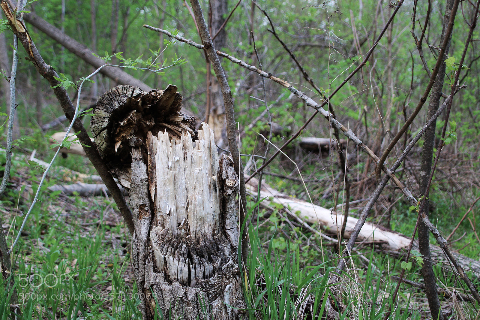 Canon EOS 1300D (EOS Rebel T6 / EOS Kiss X80) sample photo. Fallentree photography