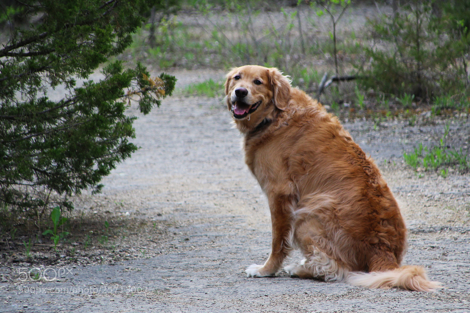 Canon EOS 1300D (EOS Rebel T6 / EOS Kiss X80) sample photo. Happydog photography
